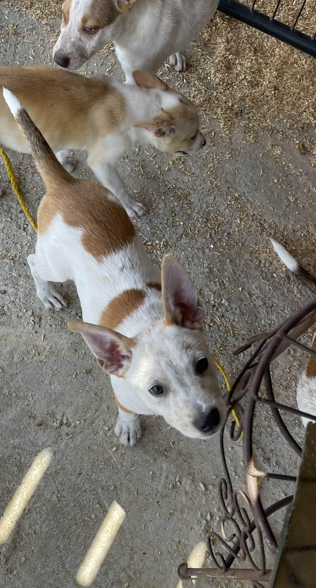 Bob, adopted, Puppy Male Australian Cattle Dog / Blue Heeler & Australian Shepherd.