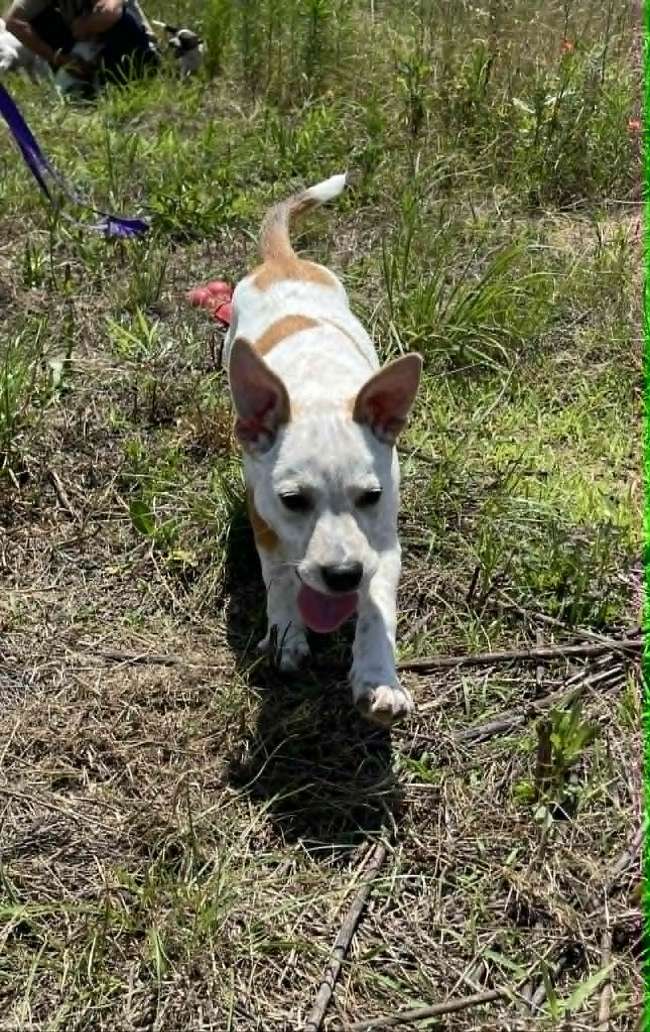 Bob, an adopted mixed breed in Cheyenne, WY image 6/6