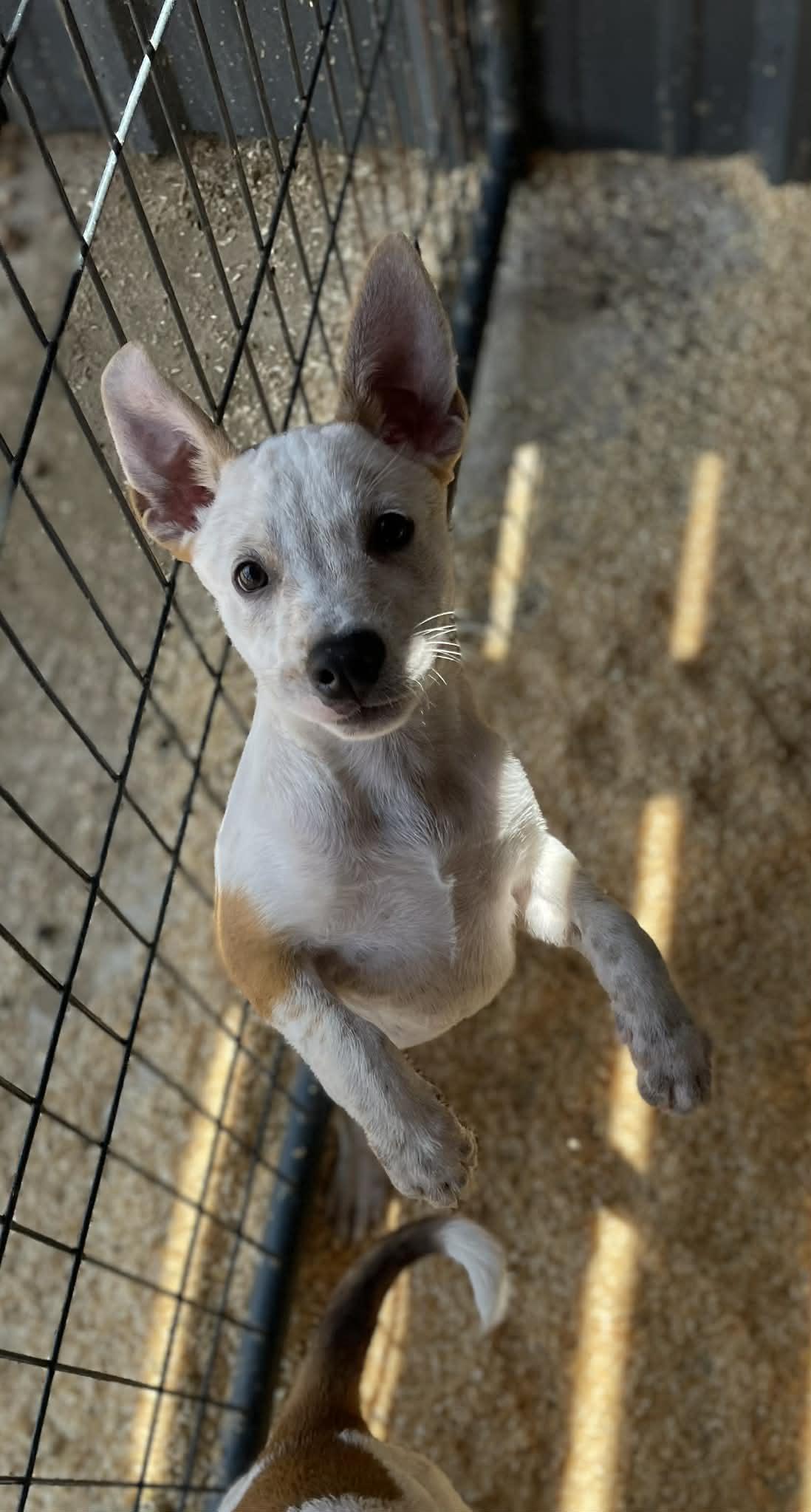 Bob, an adopted mixed breed in Cheyenne, WY image 3/6