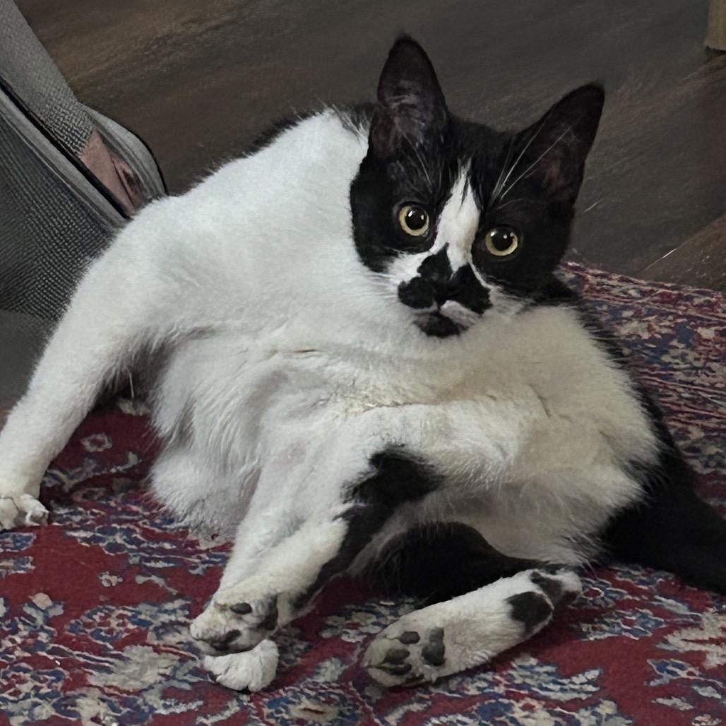 Blossom, Adoptable, Adult Female Domestic Medium Hair.