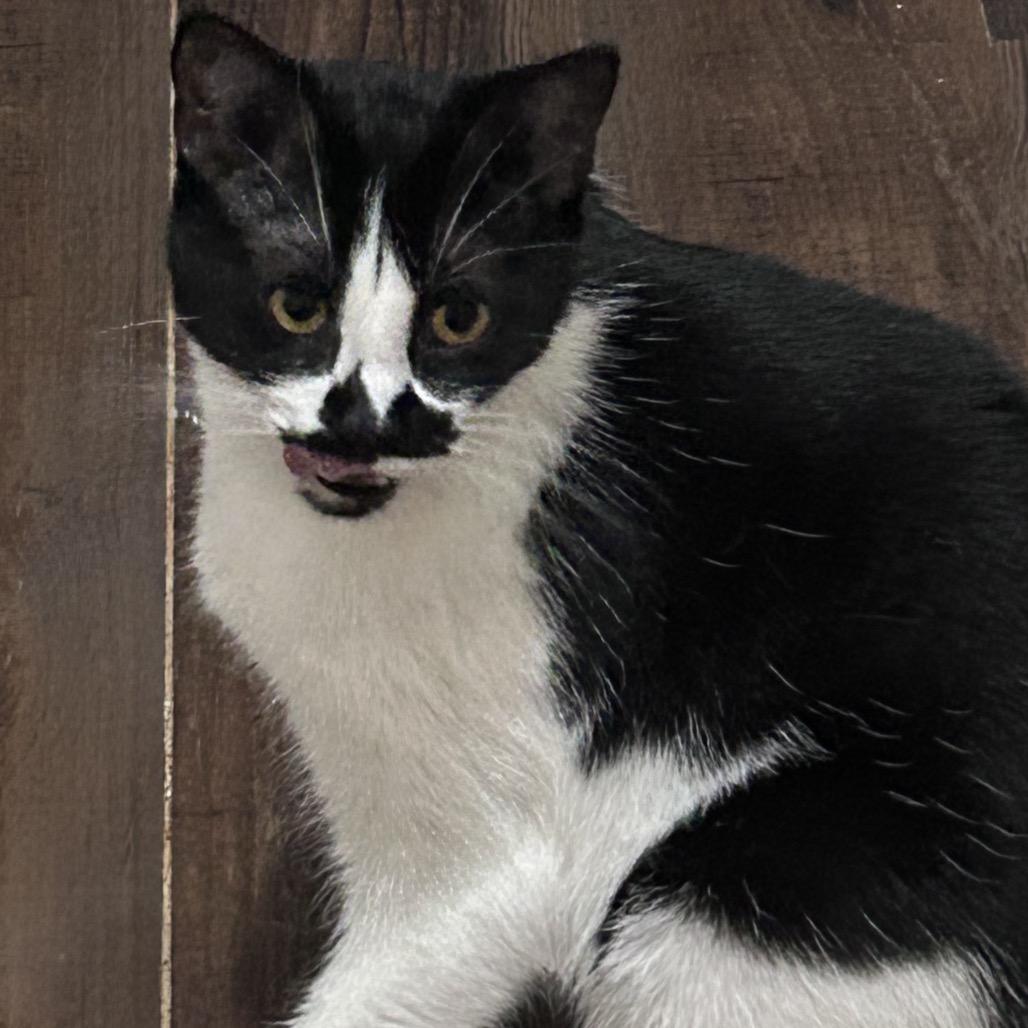 Enlarge Blossom, a Adoptable Domestic Medium Hair in Greensboro, NC image 2/4