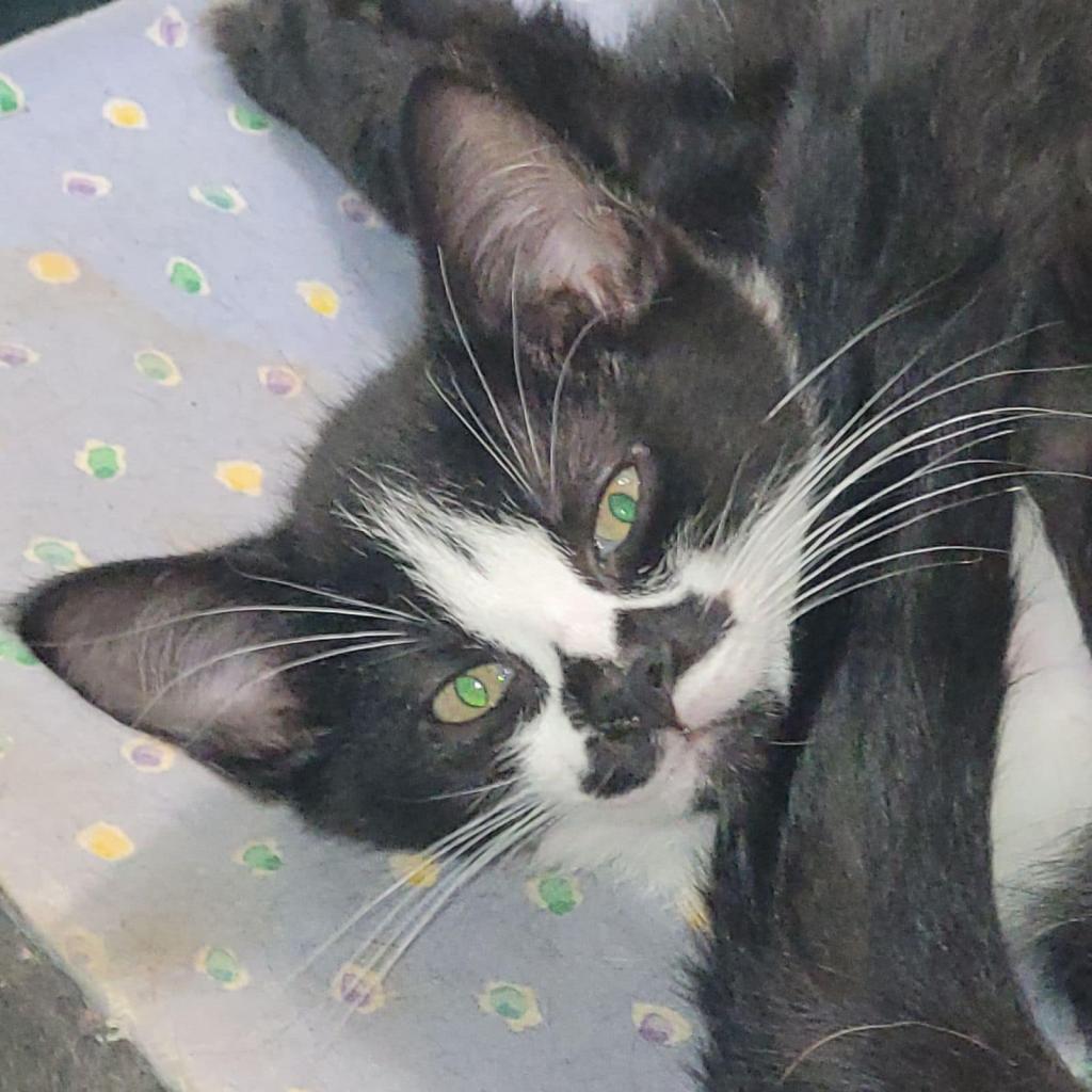 Enlarge Blossom, a Adoptable Domestic Medium Hair in Greensboro, NC image 3/4