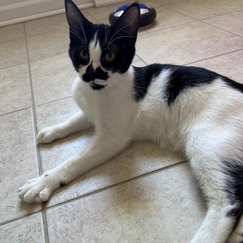 Enlarge Blossom, a Adoptable Domestic Medium Hair in Greensboro, NC image 4/4