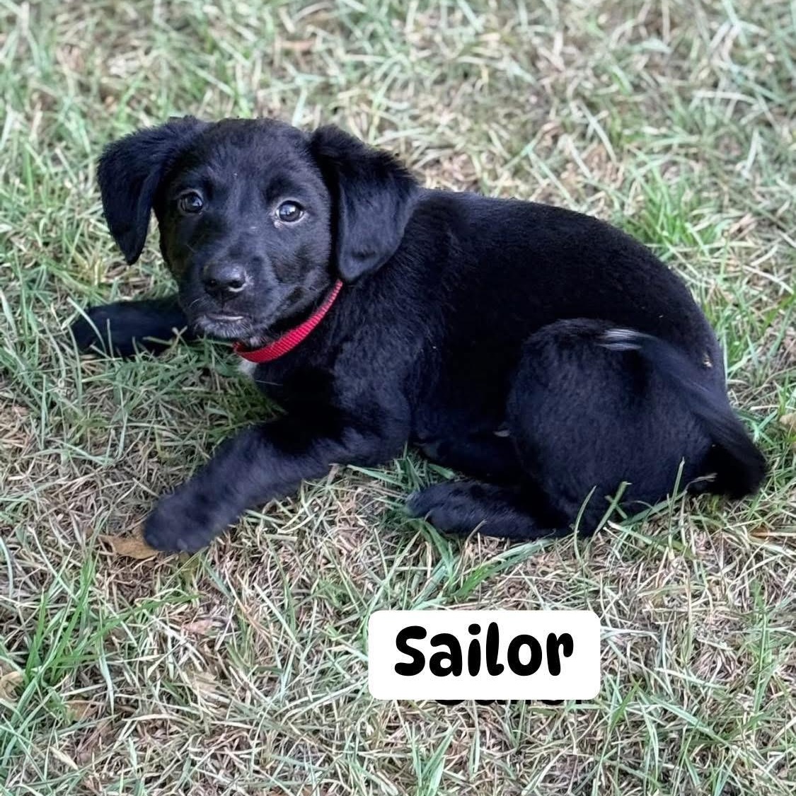 Enlarge Sailor (NCCR), an adopted mixed breed in Brewton, AL image 1/1