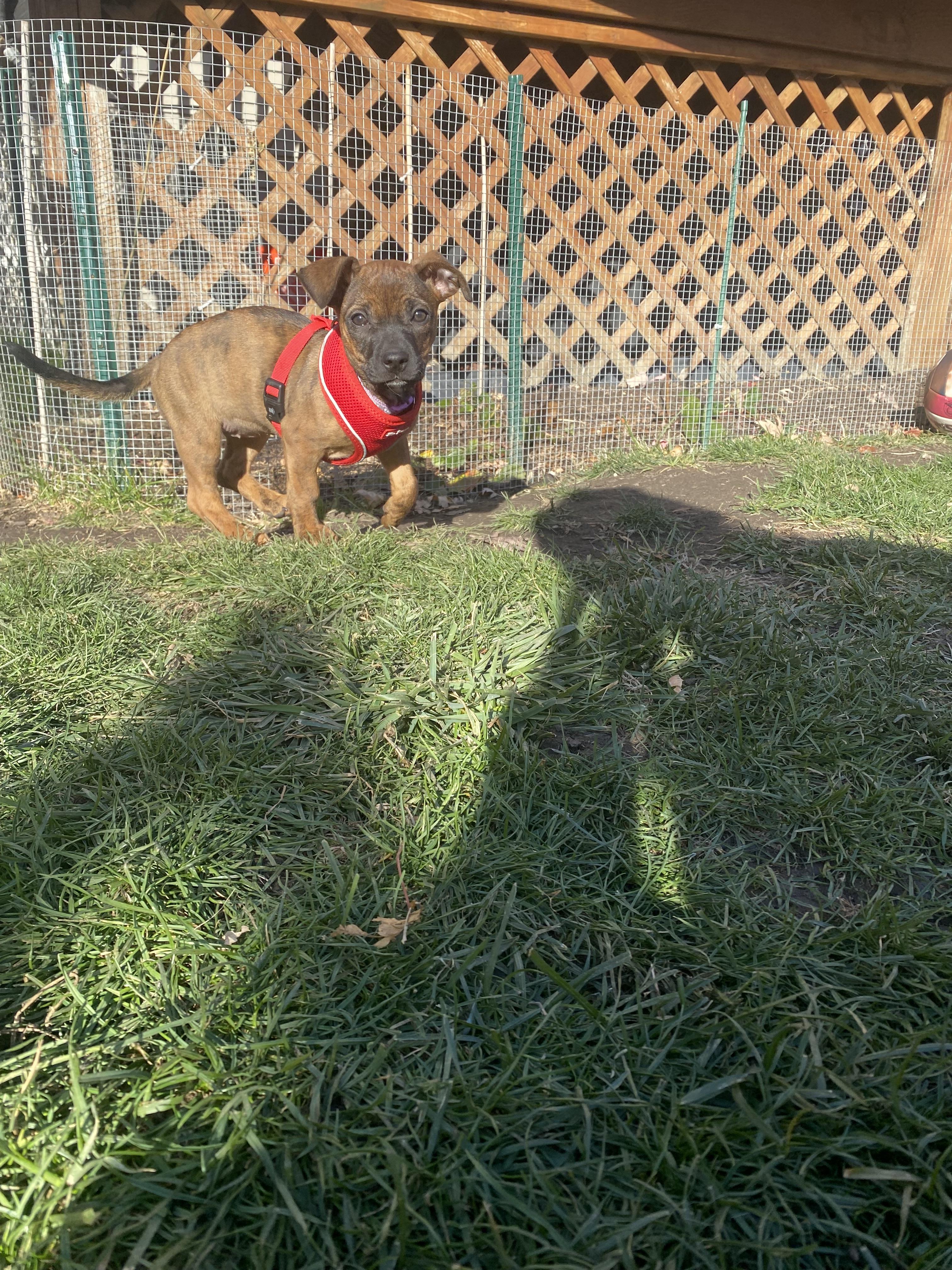 Enlarge Birch, a Adoptable Mixed Breed in Chicago, IL image 3/5