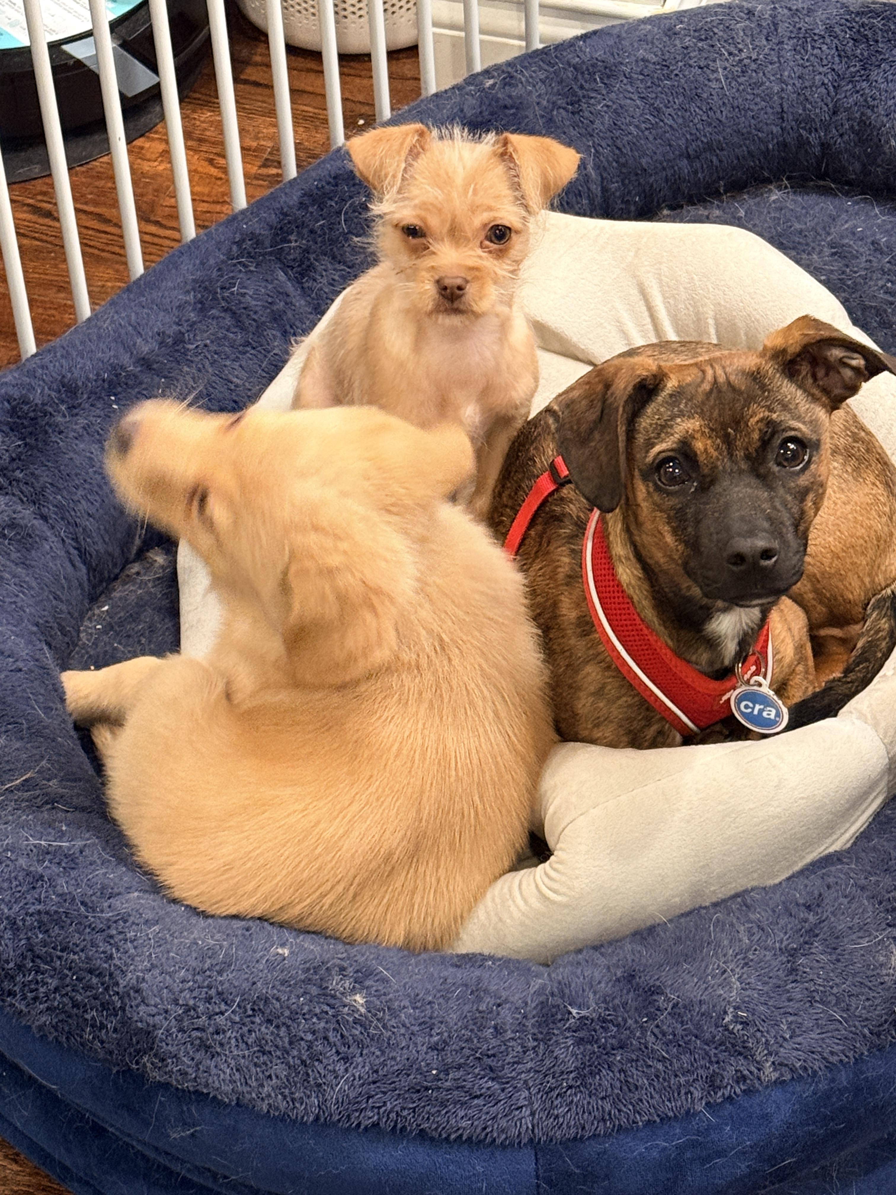 Enlarge Birch, a Adoptable Mixed Breed in Chicago, IL image 3/6