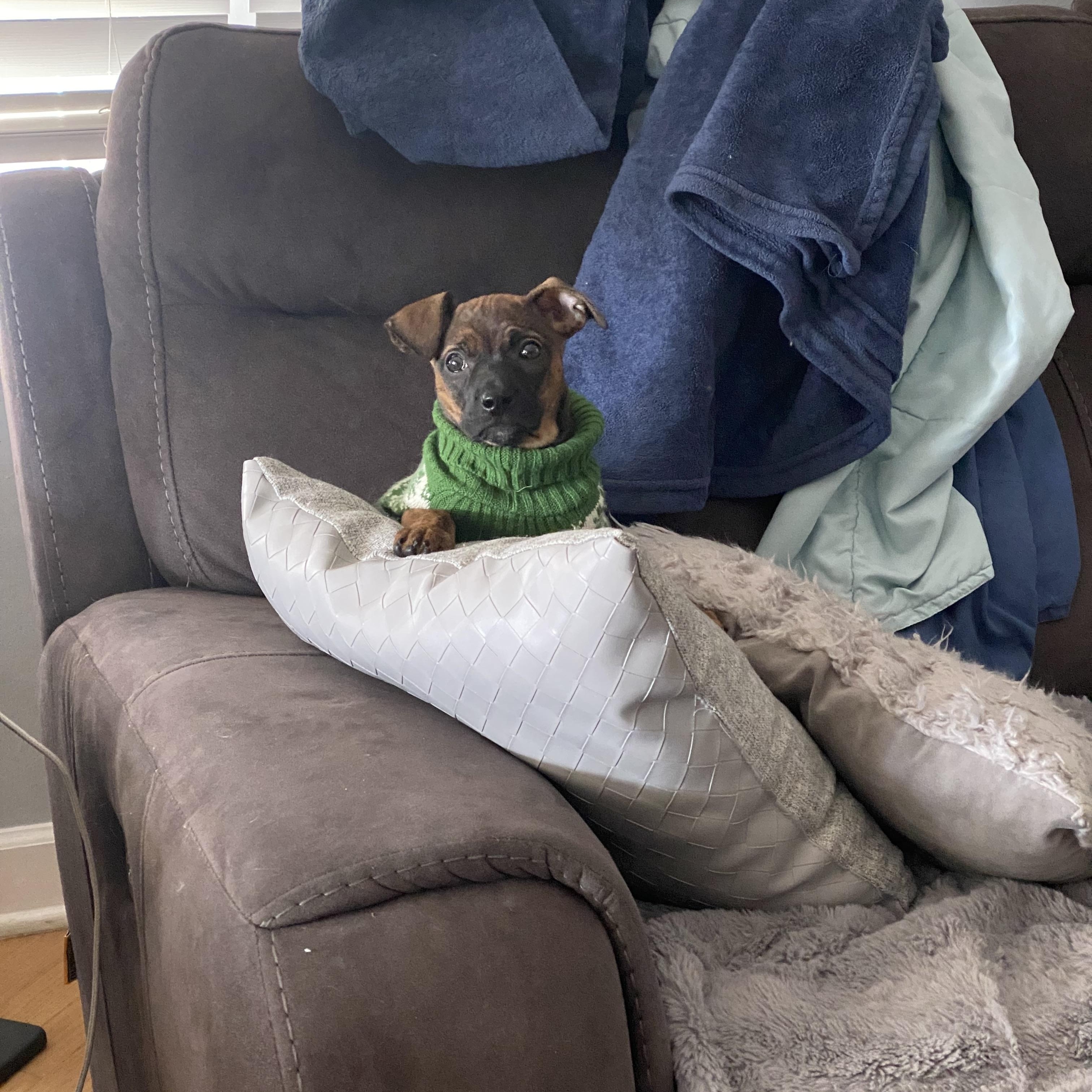 Birch, Adoptable, Puppy Female Mixed Breed.