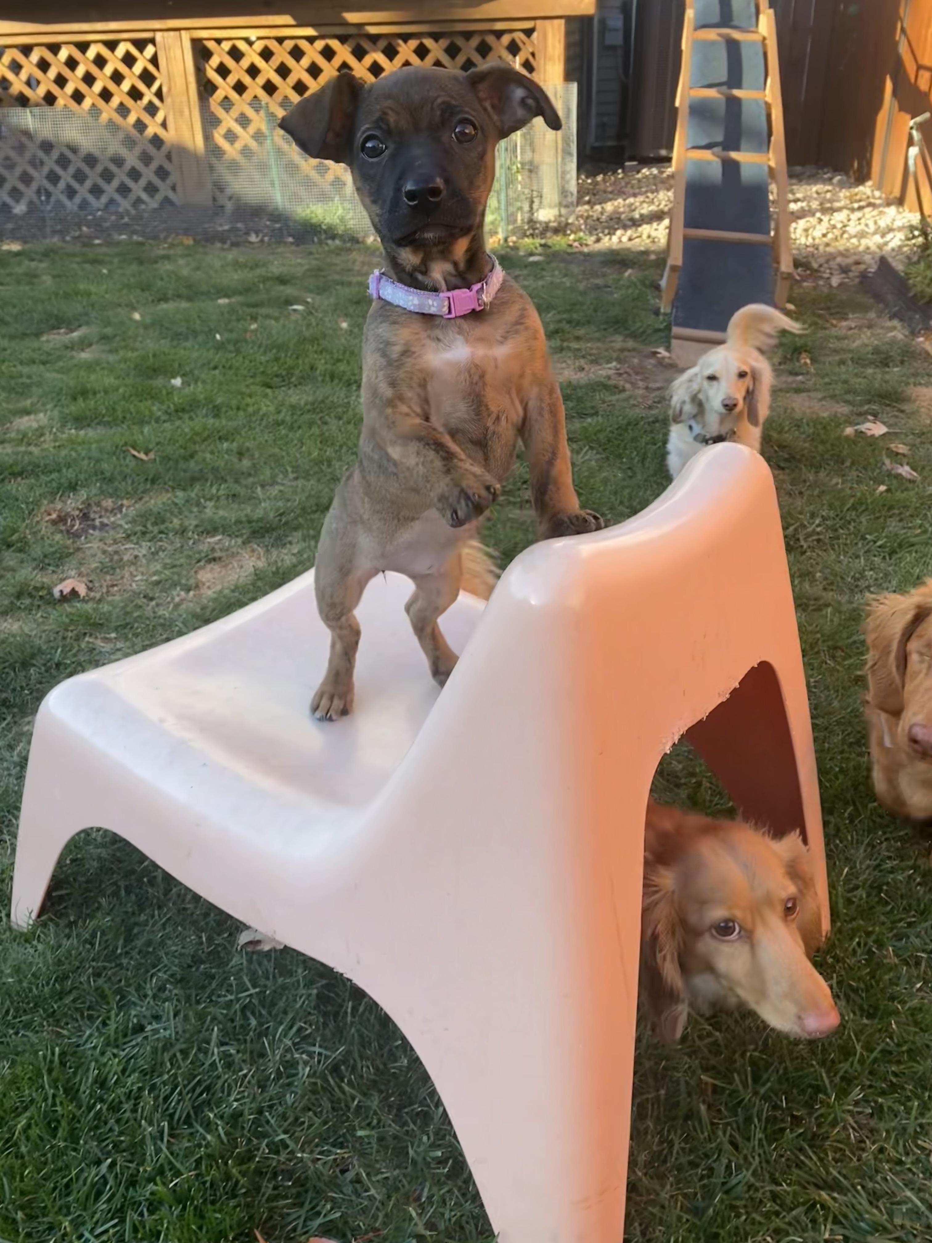 Enlarge Birch, a Adoptable Mixed Breed in Chicago, IL image 2/5