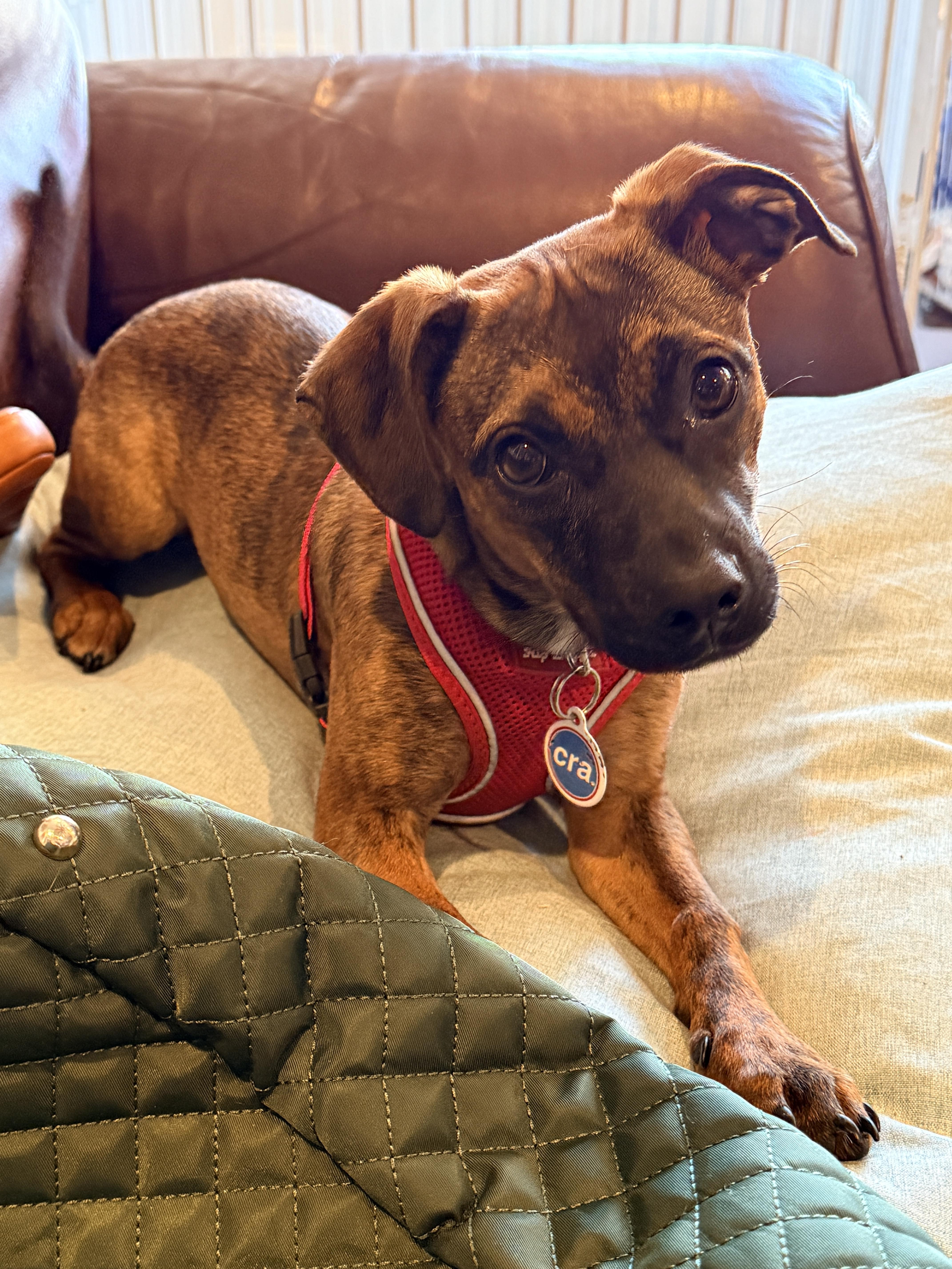 Birch, Adoptable, Young Female Mixed Breed.