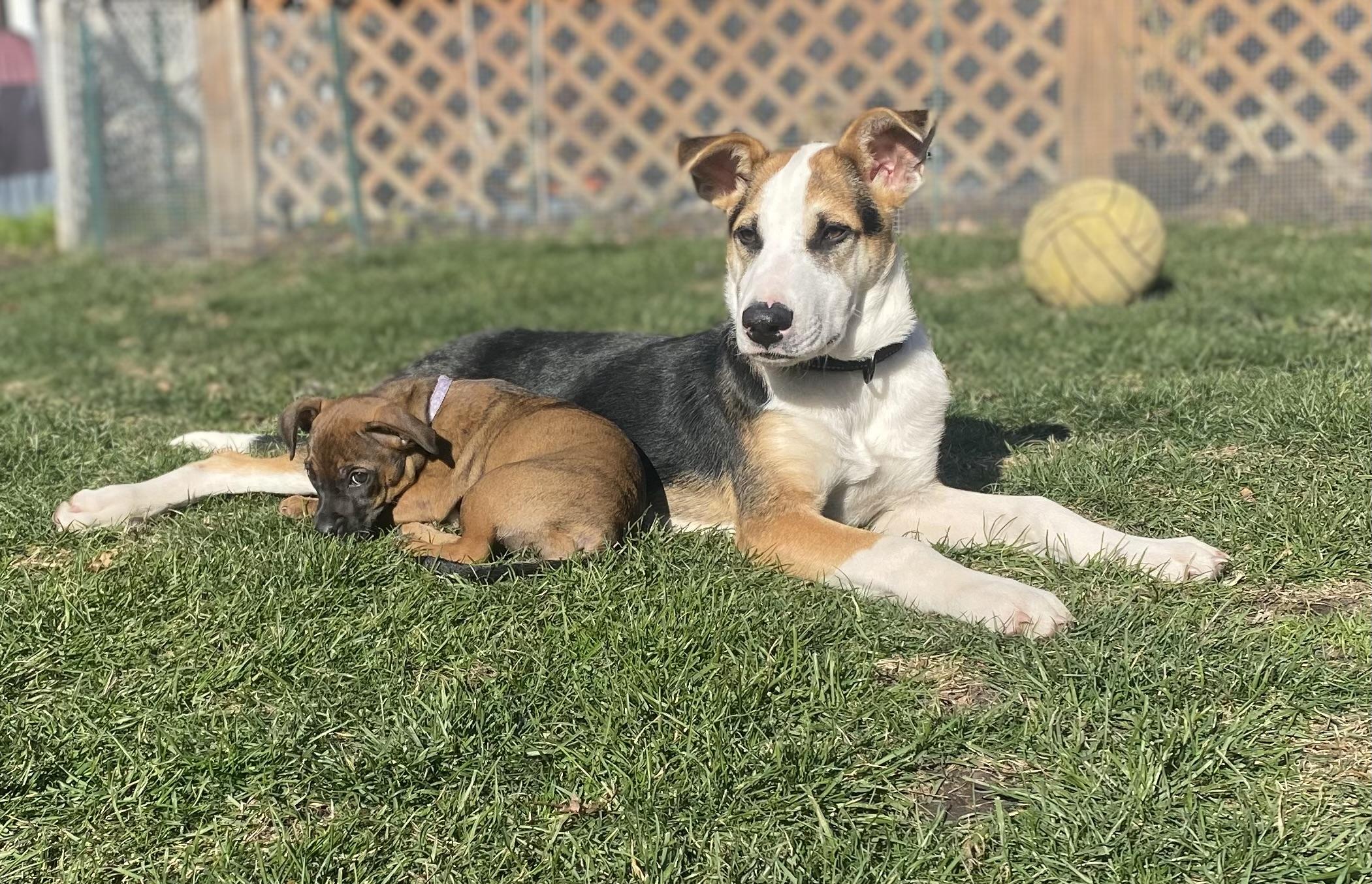 Enlarge Birch, a Adoptable Mixed Breed in Chicago, IL image 4/5