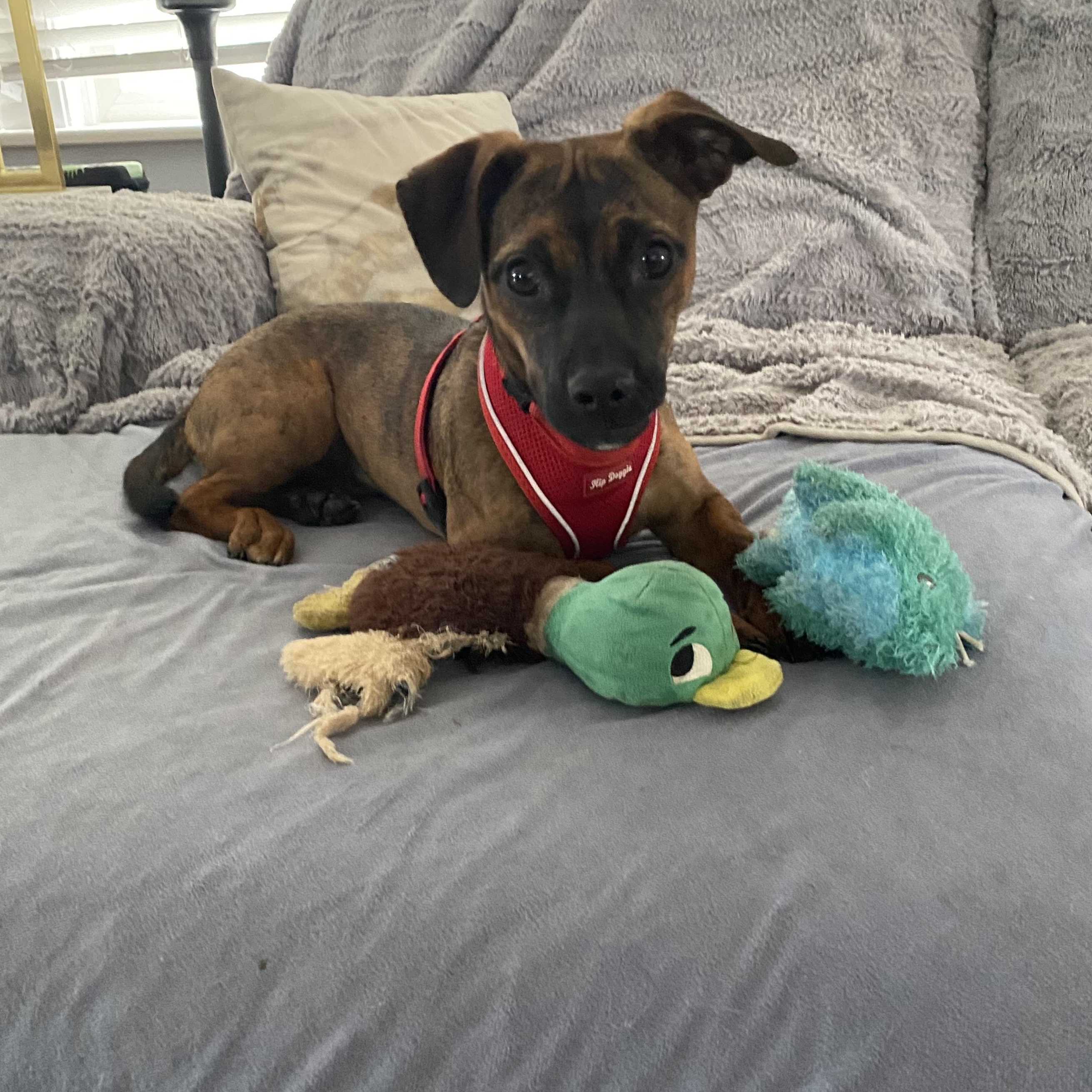 Enlarge Birch, a Adoptable Mixed Breed in Chicago, IL image 2/6