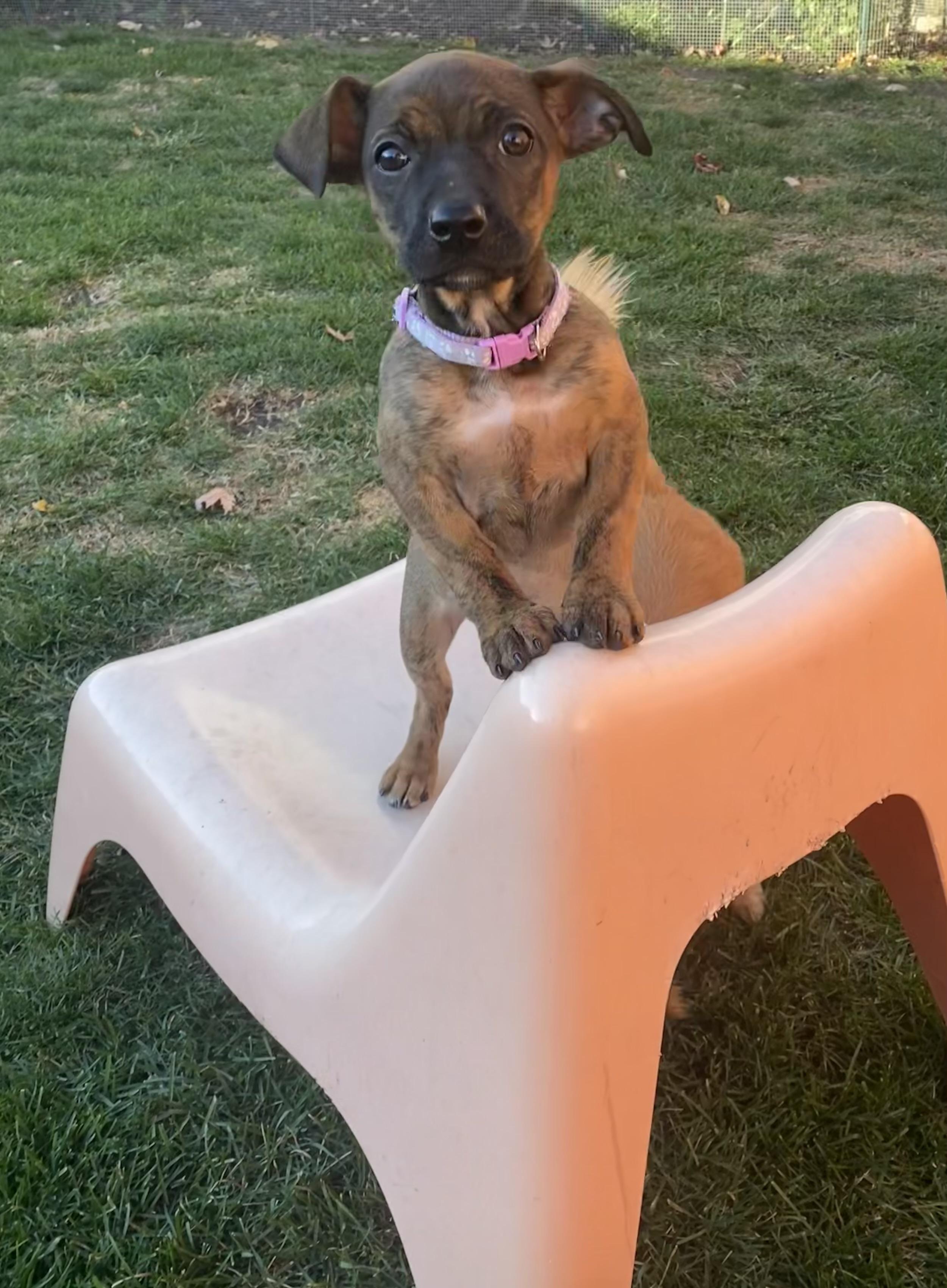 Enlarge Birch, a Adoptable Mixed Breed in Chicago, IL image 5/5