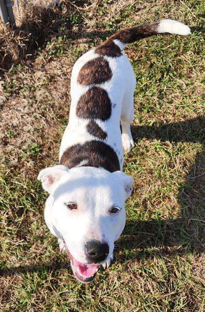 Enlarge SWEET POTATO, a Adoptable mixed breed in Brunswick, GA image 1/1
