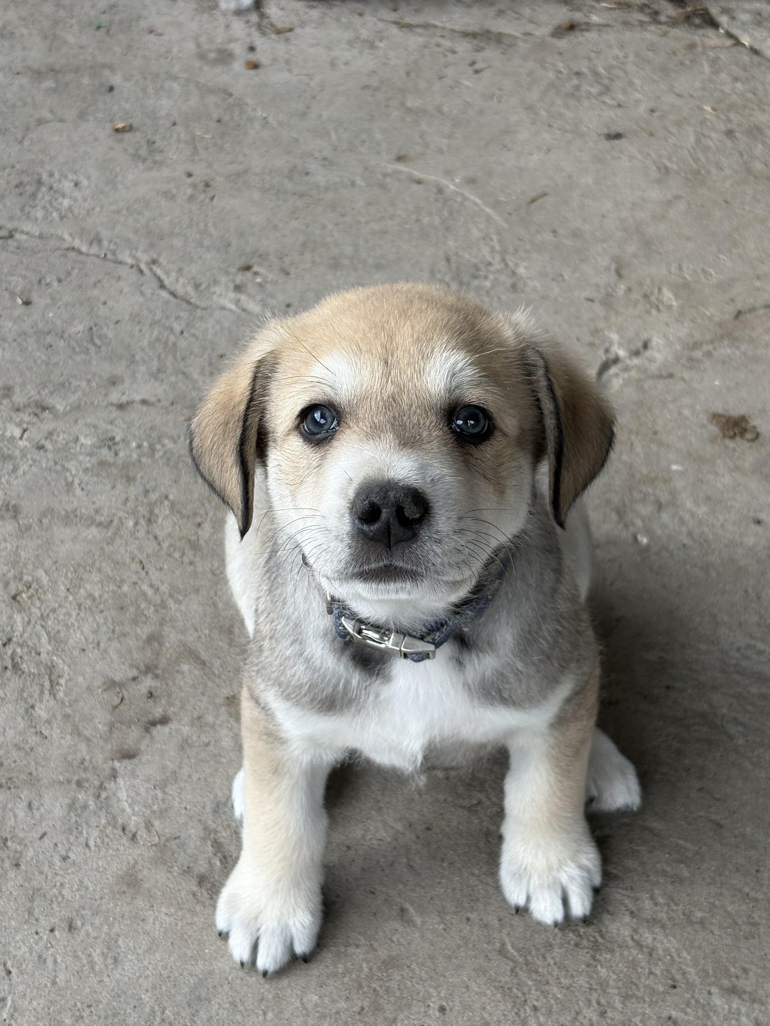 Enlarge Vernon, a Adoption Pending mixed breed in Discovery Bay, CA image 1/6