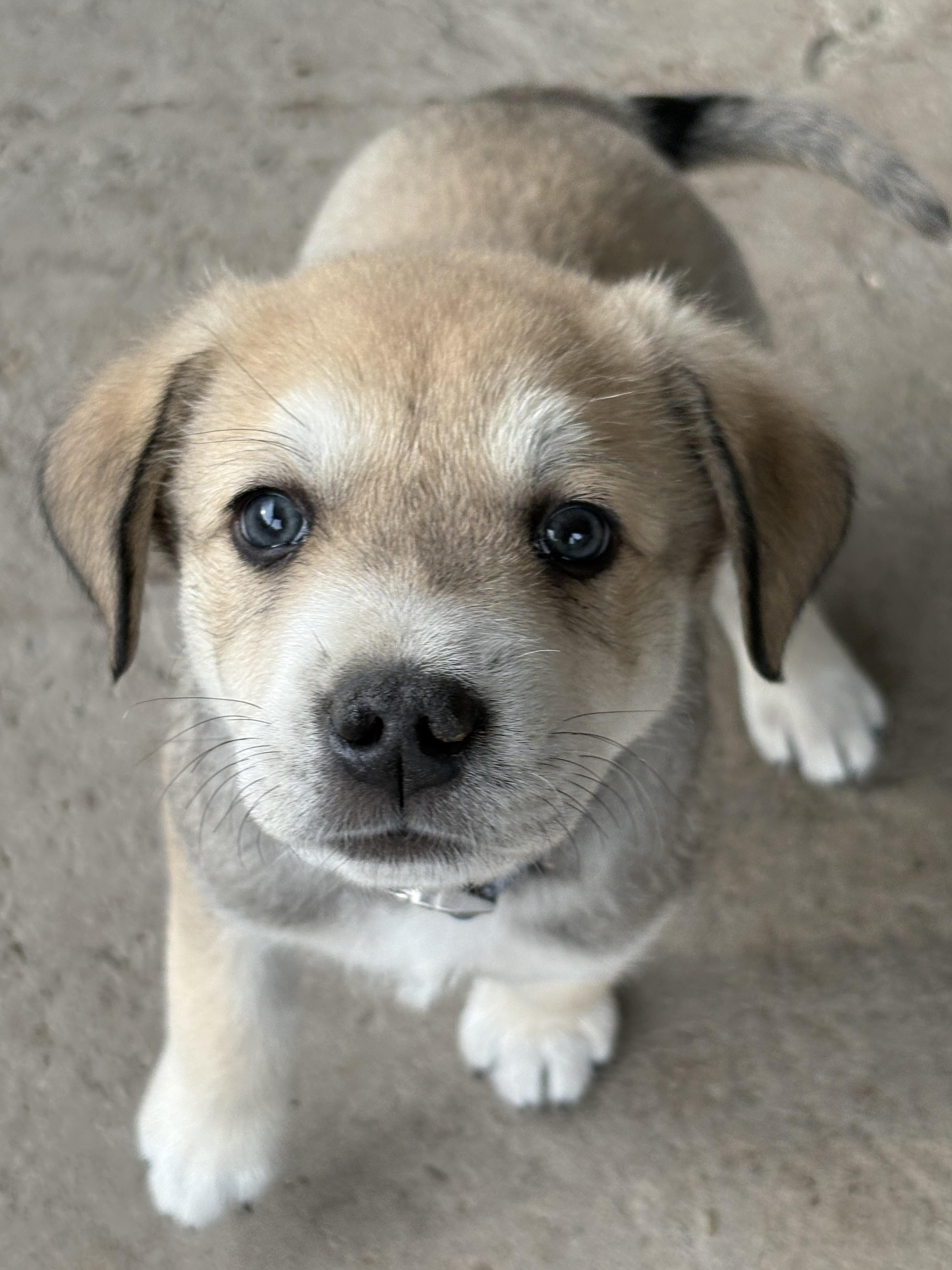 Enlarge Vernon, a Adoption Pending mixed breed in Discovery Bay, CA image 2/6