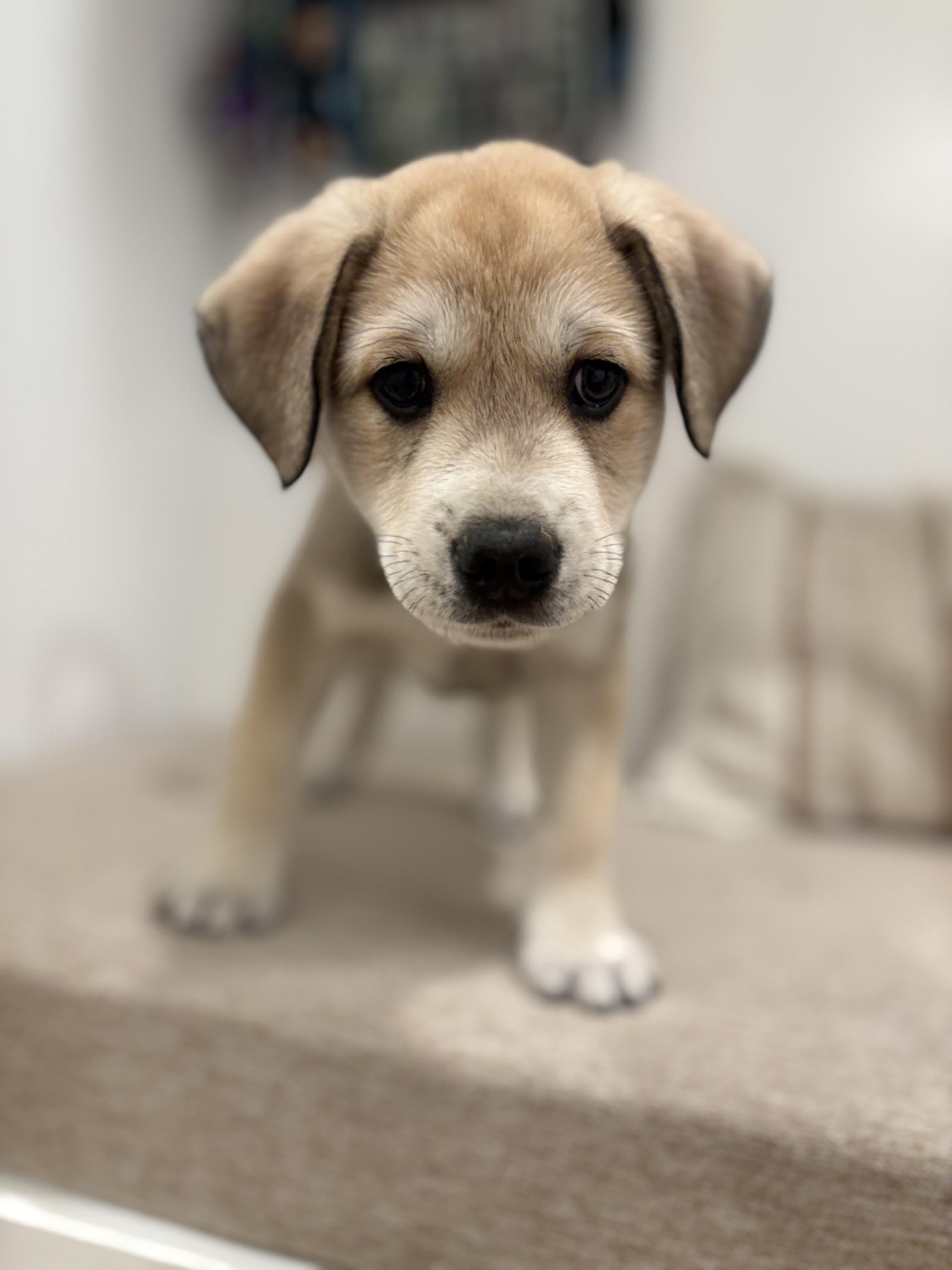 Enlarge Vernon, a Adoption Pending mixed breed in Discovery Bay, CA image 3/6
