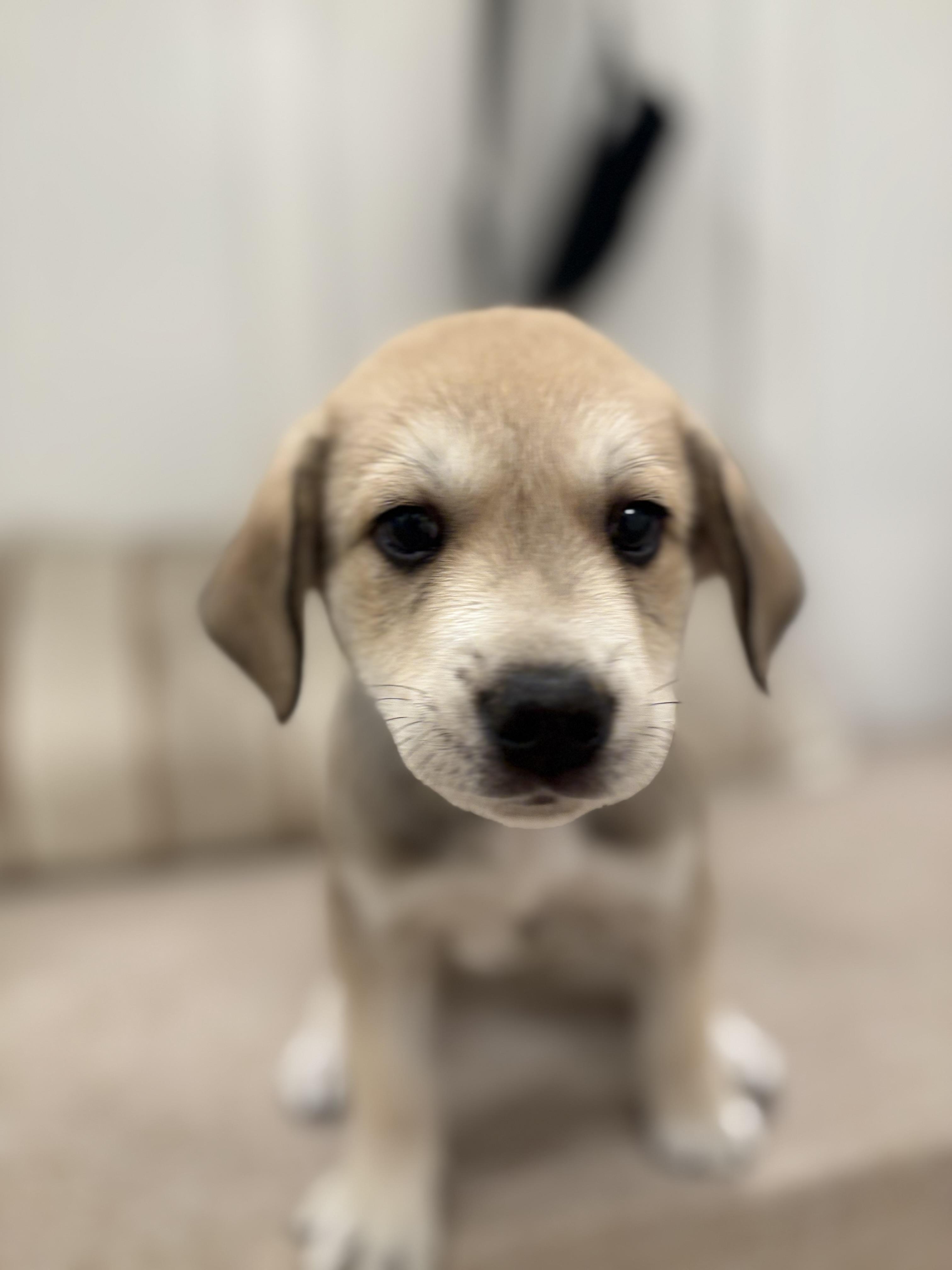 Enlarge Vernon, a Adoption Pending mixed breed in Discovery Bay, CA image 4/6