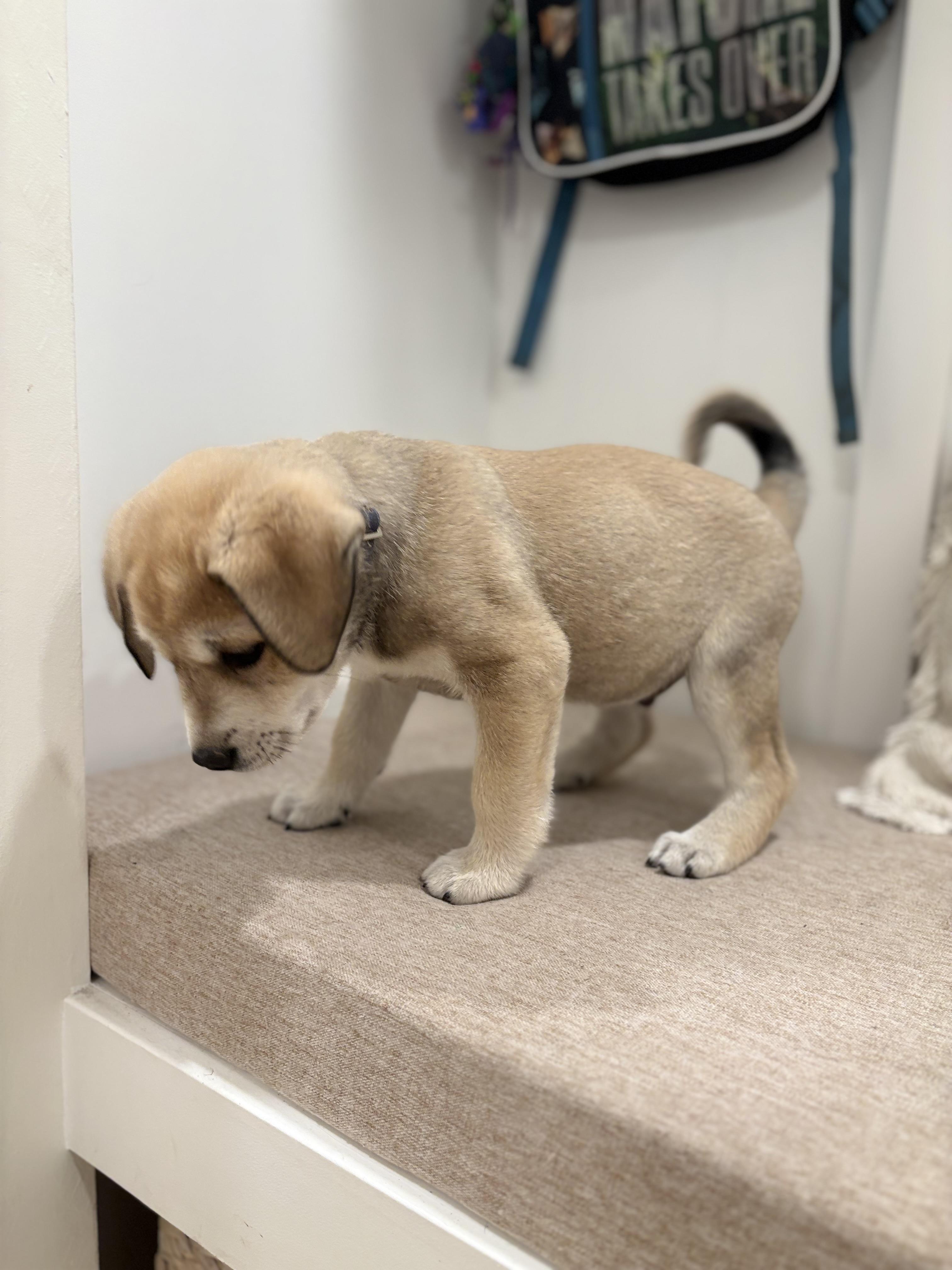 Enlarge Vernon, a Adoption Pending mixed breed in Discovery Bay, CA image 5/6