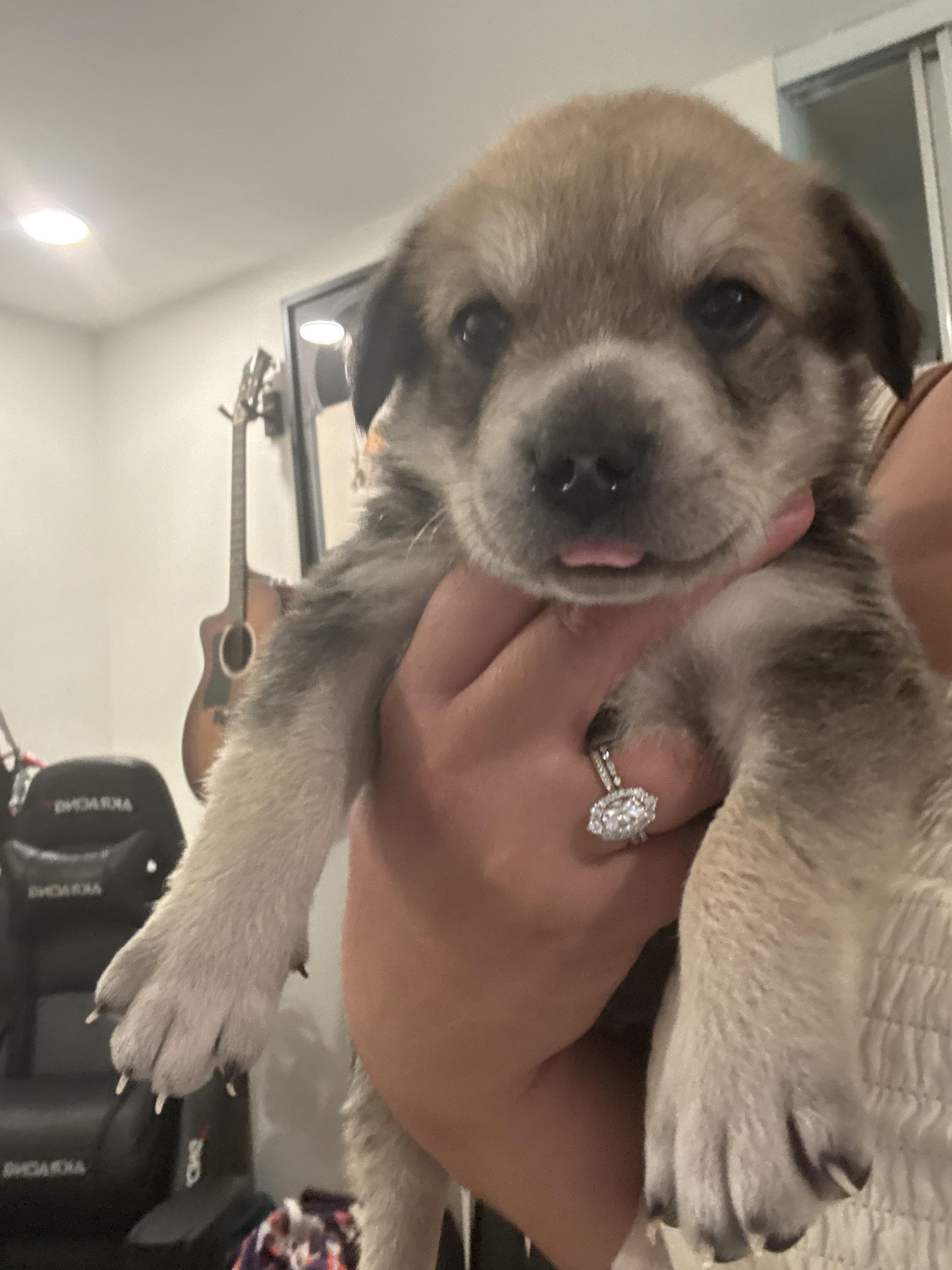 Enlarge Vernon, a Adoption Pending mixed breed in Discovery Bay, CA image 6/6