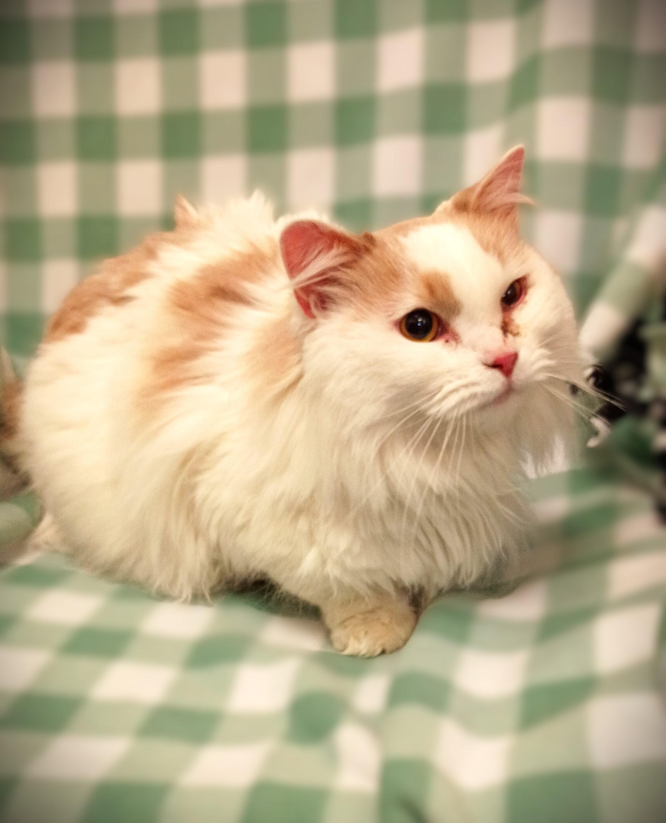 Enlarge Adaline , a ADOPTABLE Domestic Long Hair in Kearney, NE image 1/1
