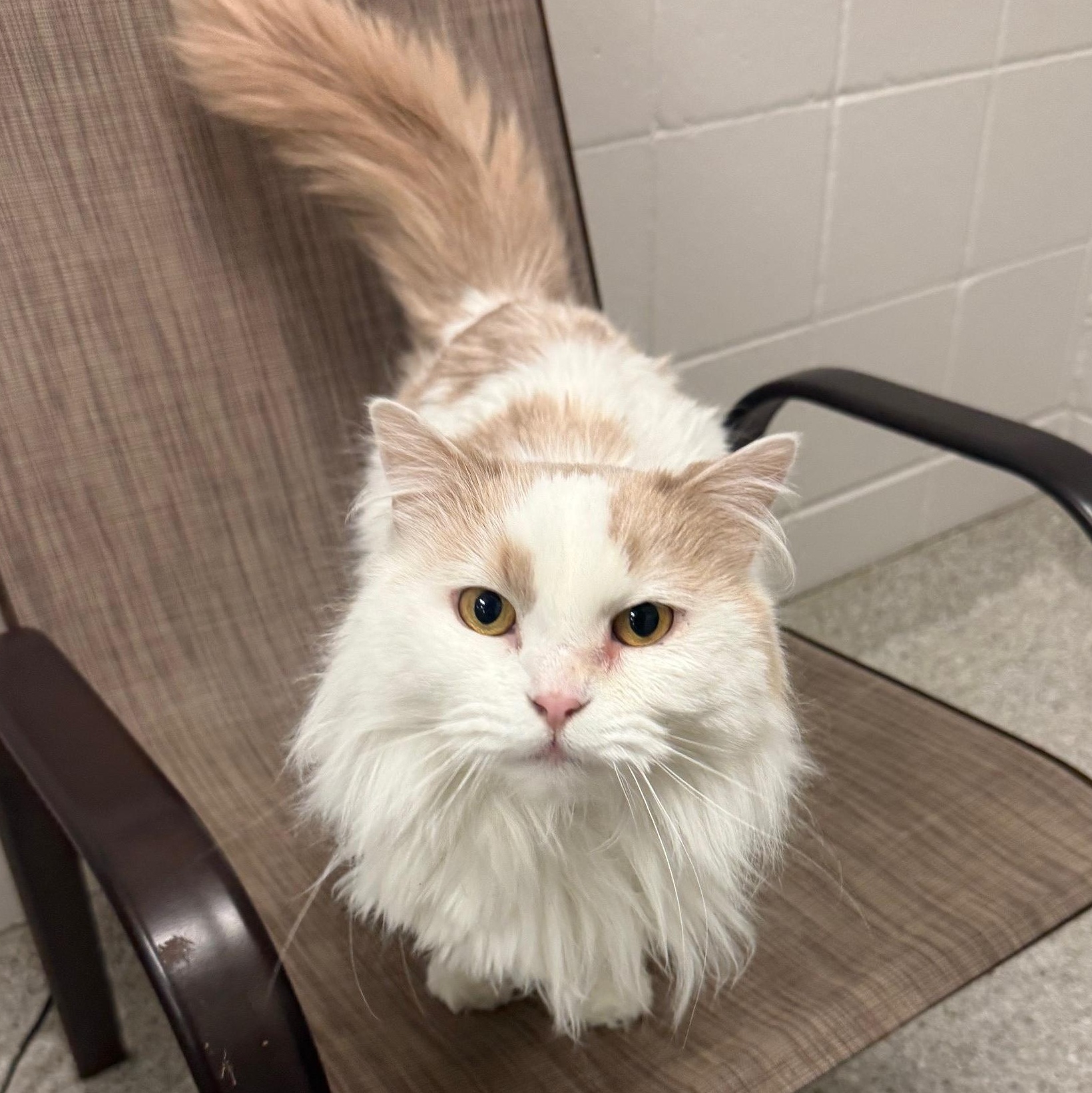 Adaline , ADOPTABLE, Adult Female Domestic Long Hair.