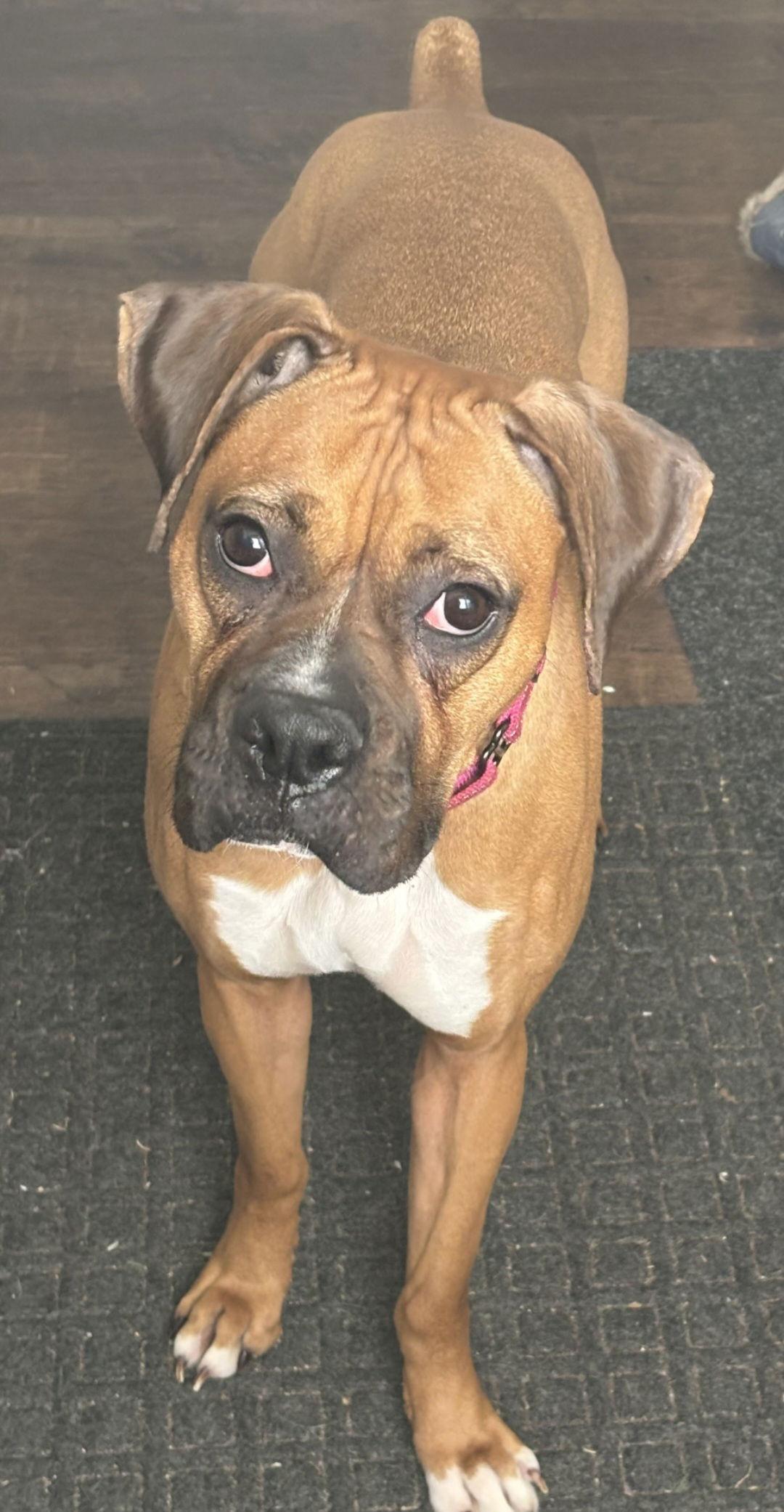 Enlarge Rue, a Adoptable Boxer in Woodbury, MN image 1/1