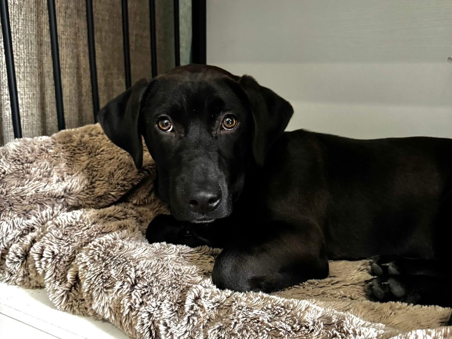 Enlarge Leo, a Adoptable Mixed Breed in Pembroke, MA image 3/3