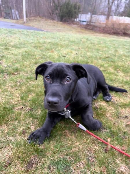 Enlarge Leo, a Adoptable Mixed Breed in Pembroke, MA image 2/3
