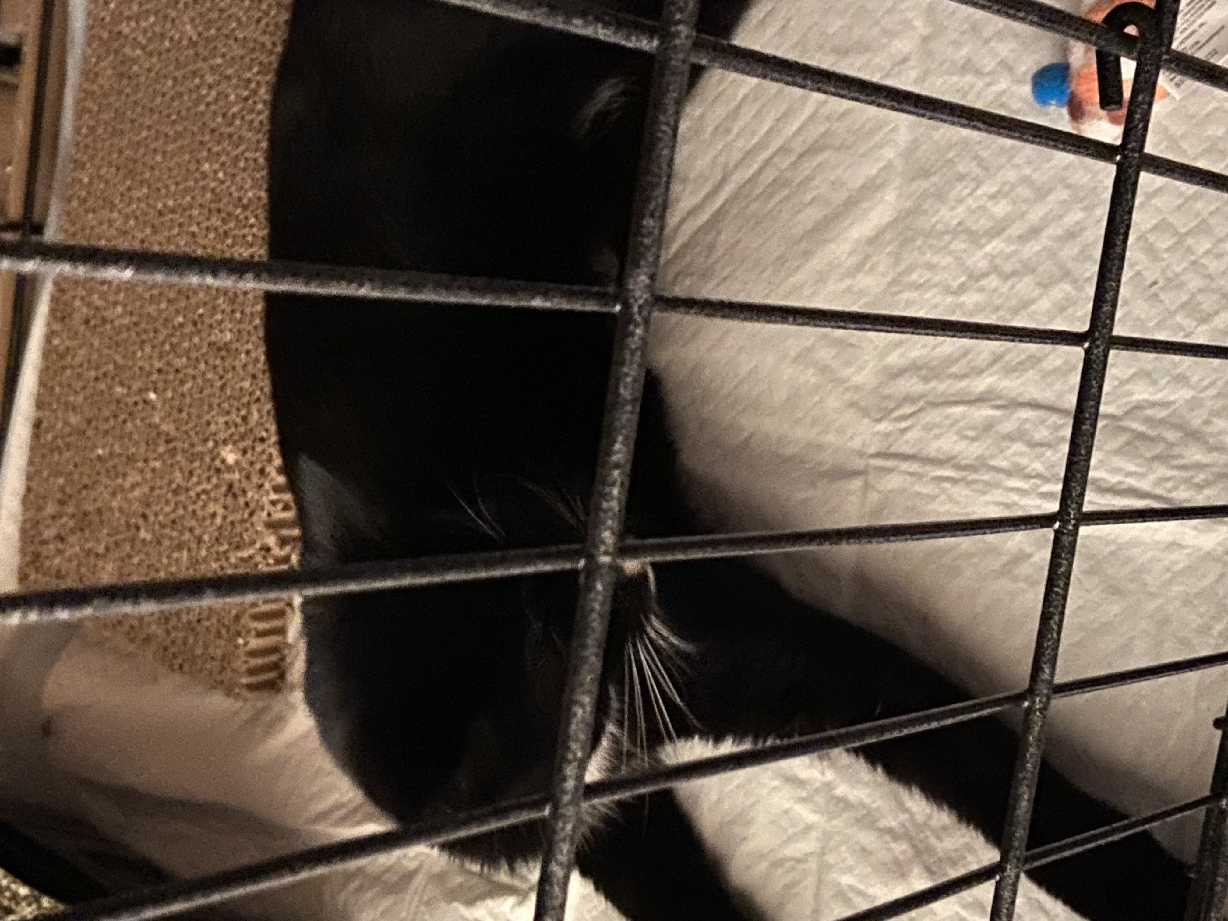 Myoshi, Adopted, Young Male Domestic Short Hair.