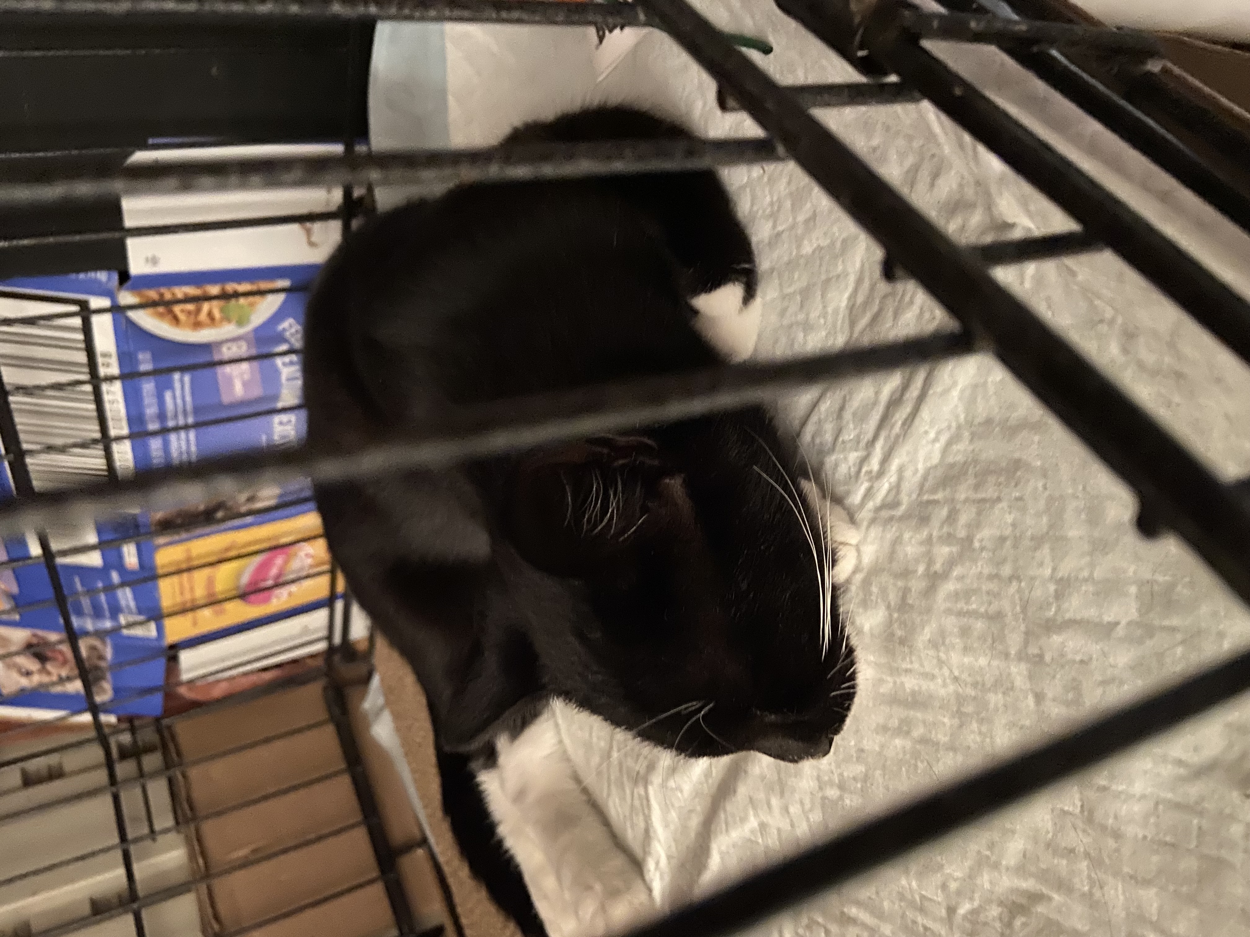 Myoshi, a Adopted Domestic Short Hair in brooklyn, NY image 2/4