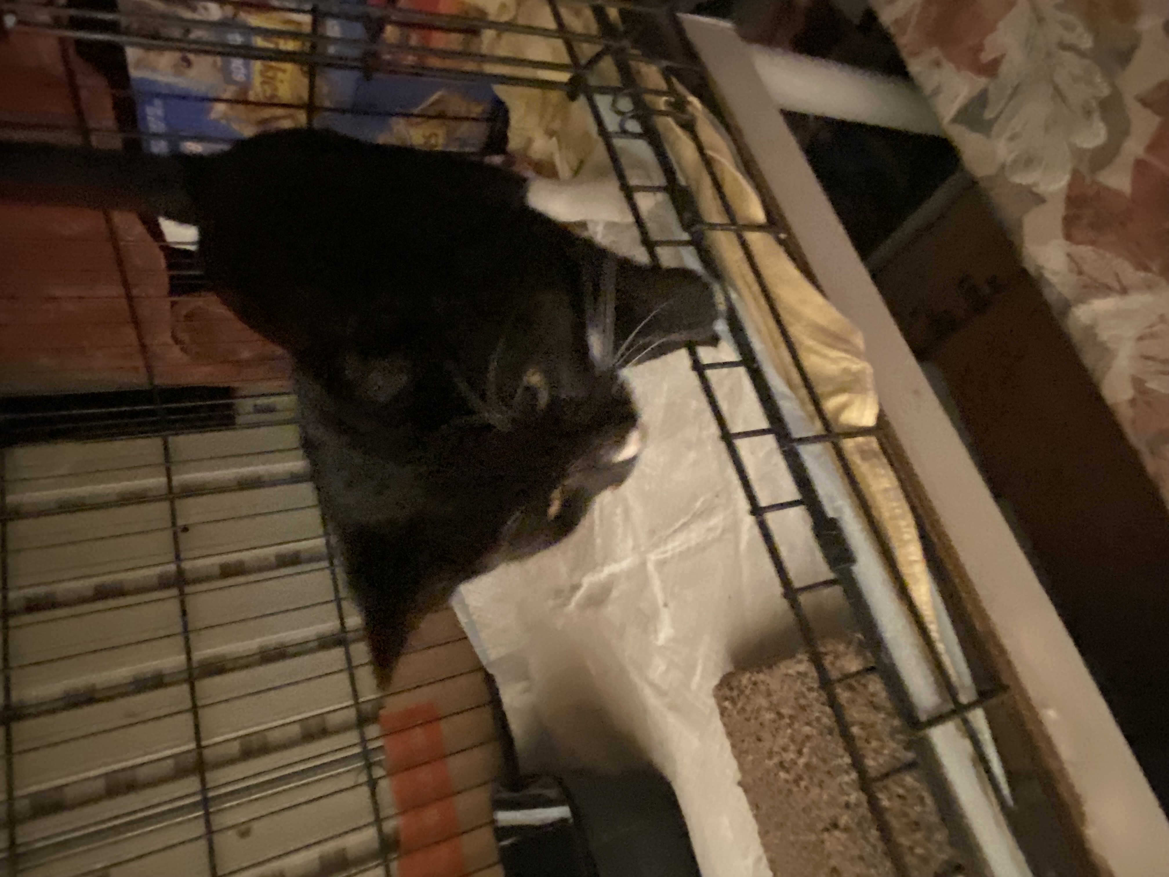 Myoshi, a Adopted Domestic Short Hair in brooklyn, NY image 3/4