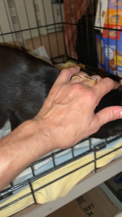 Enlarge Myoshi, a Adopted Domestic Short Hair in brooklyn, NY video 4/4