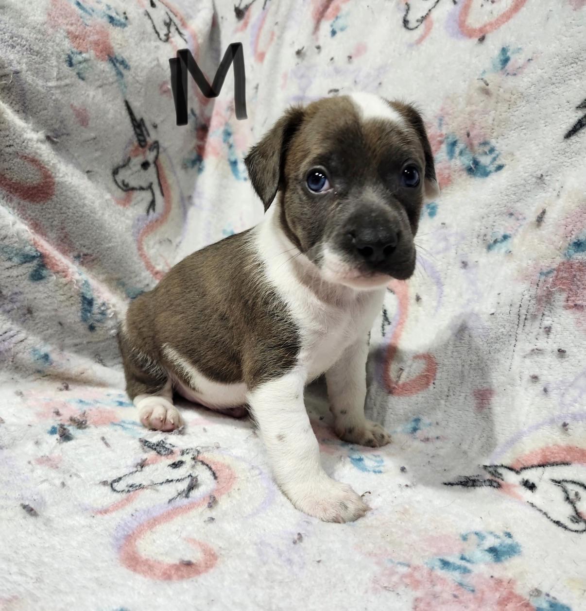 Enlarge Chandler, a Adoptable mixed breed in Hamilton , NJ image 1/1