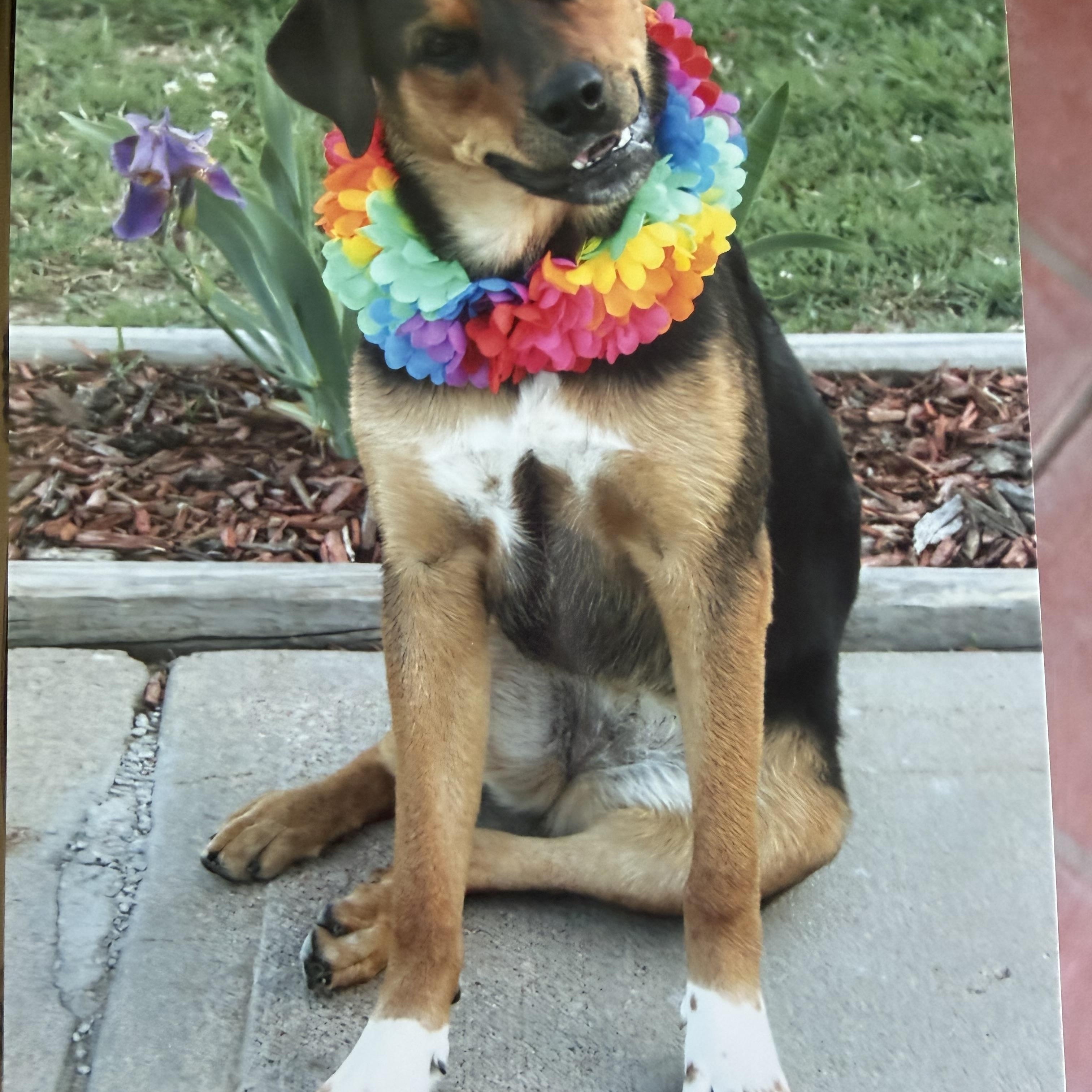 Enlarge April, a ADOPTABLE mixed breed in Hutchinson, KS image 1/1