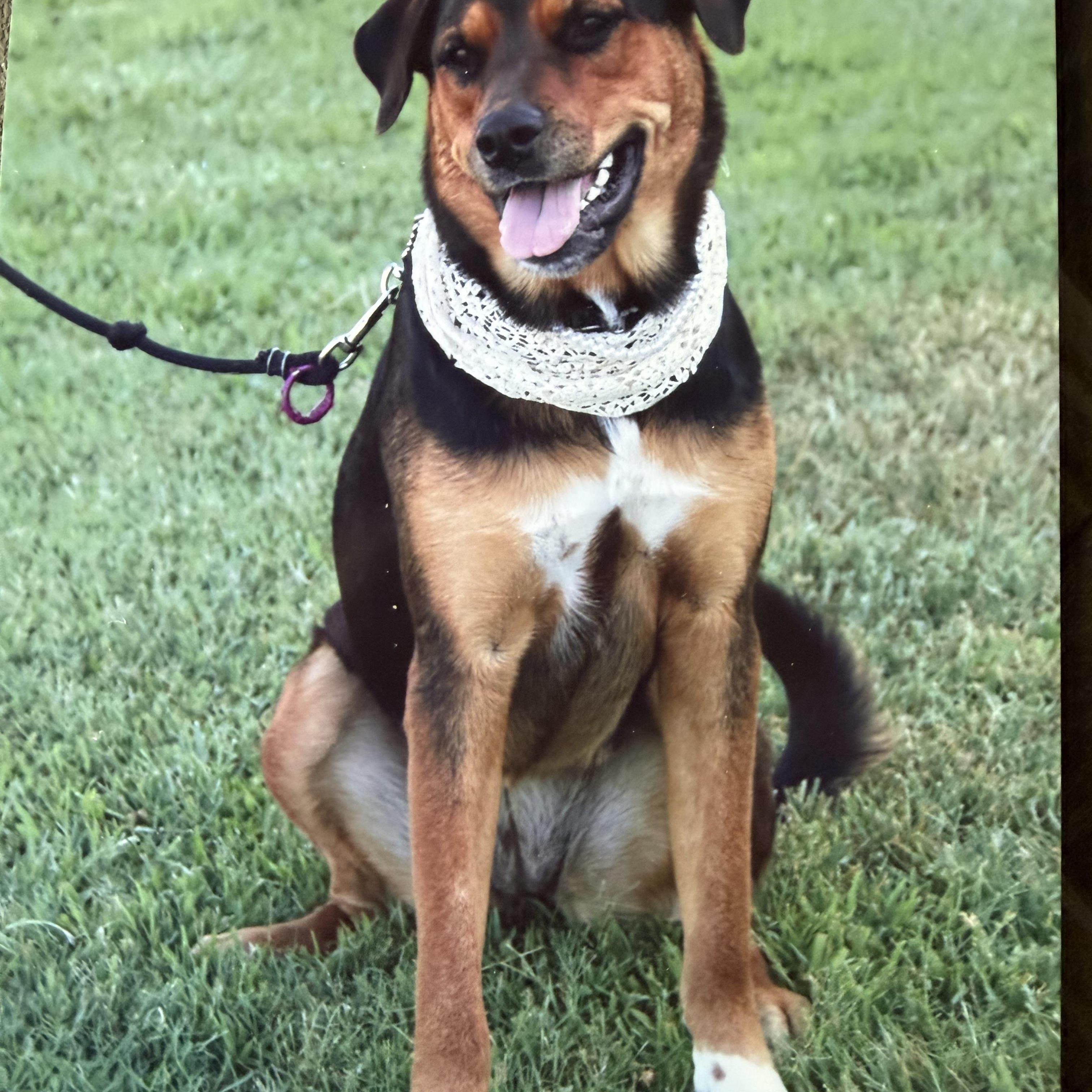 Enlarge April, a ADOPTABLE mixed breed in Hutchinson, KS image 2/2