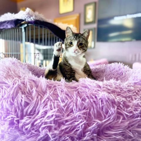 Bruce, a Adoptable Domestic Short Hair in Davie, FL image 1/13