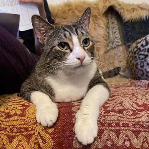 Bruce, a Adoptable Domestic Short Hair in Davie, FL image 3/13