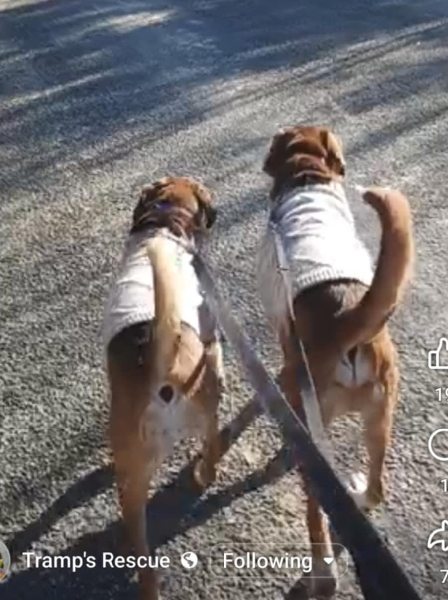 Enlarge Lyle (and Julia) BONDED, a Adoptable mixed breed in Goochland, VA image 1/4