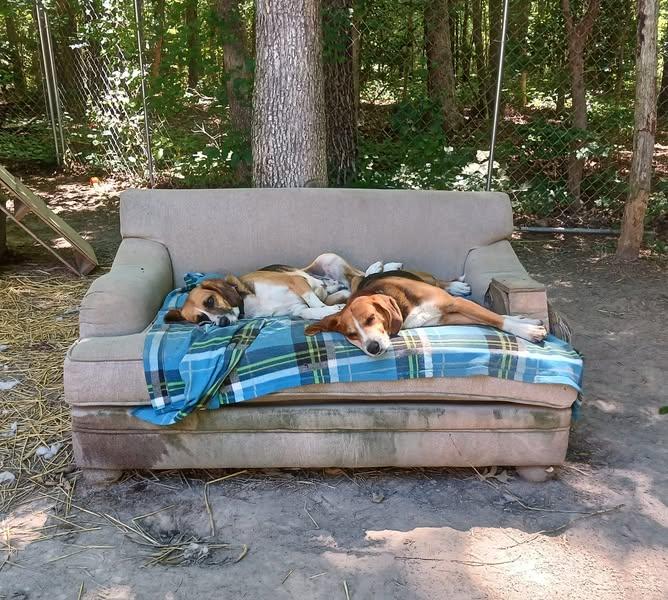 Enlarge Lyle (and Julia) BONDED, a Adoptable mixed breed in Goochland, VA image 2/4