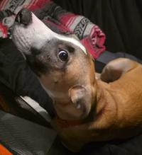 Paisley, a ADOPTABLE mixed breed in Santa Clara, CA image 2/3