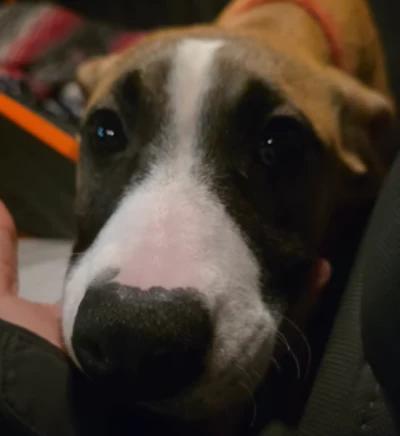 Paisley, ADOPTABLE, Young Female Pit Bull Terrier & Labrador Retriever.