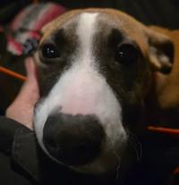 Paisley, a ADOPTABLE mixed breed in Santa Clara, CA image 3/3
