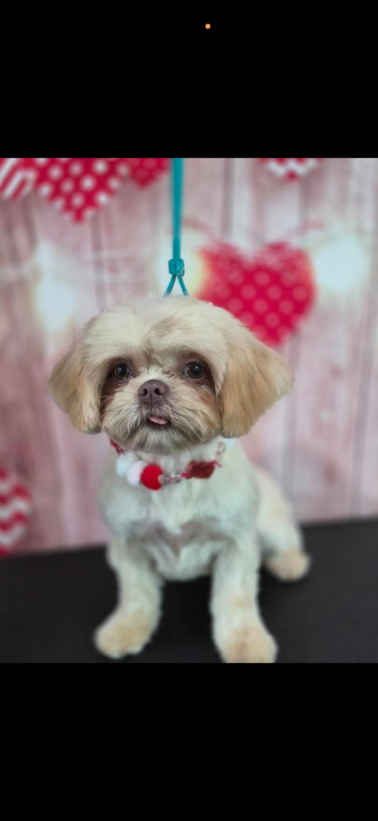 Laila, adopted, Young Female Shih Tzu.