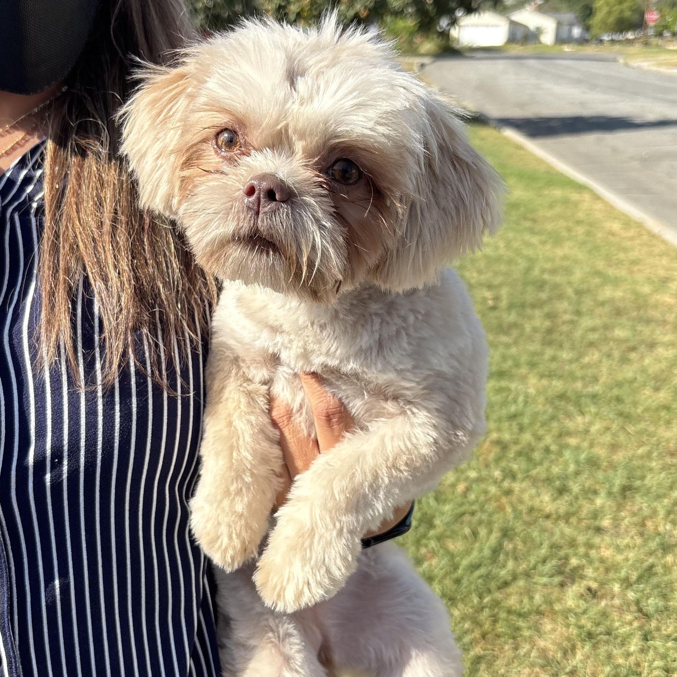 Enlarge Laila, an adopted Shih Tzu in Rialto, CA image 2/3