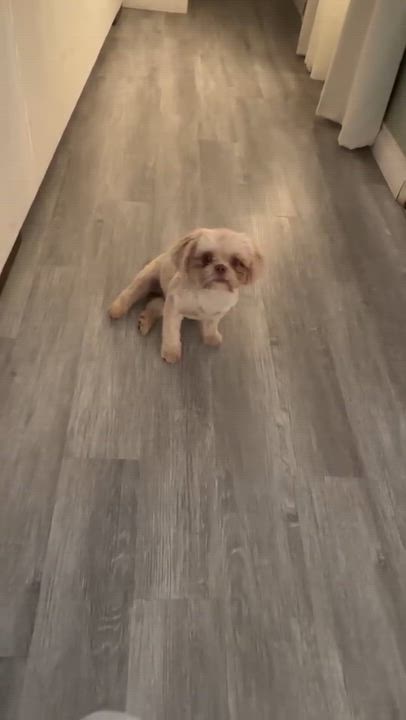 Enlarge Laila, an adopted Shih Tzu in Rialto, CA video 3/3