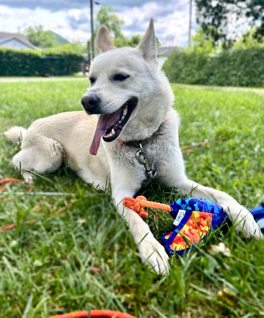 Enlarge Sunni, a Adoptable mixed breed in Parsons, WV image 1/2