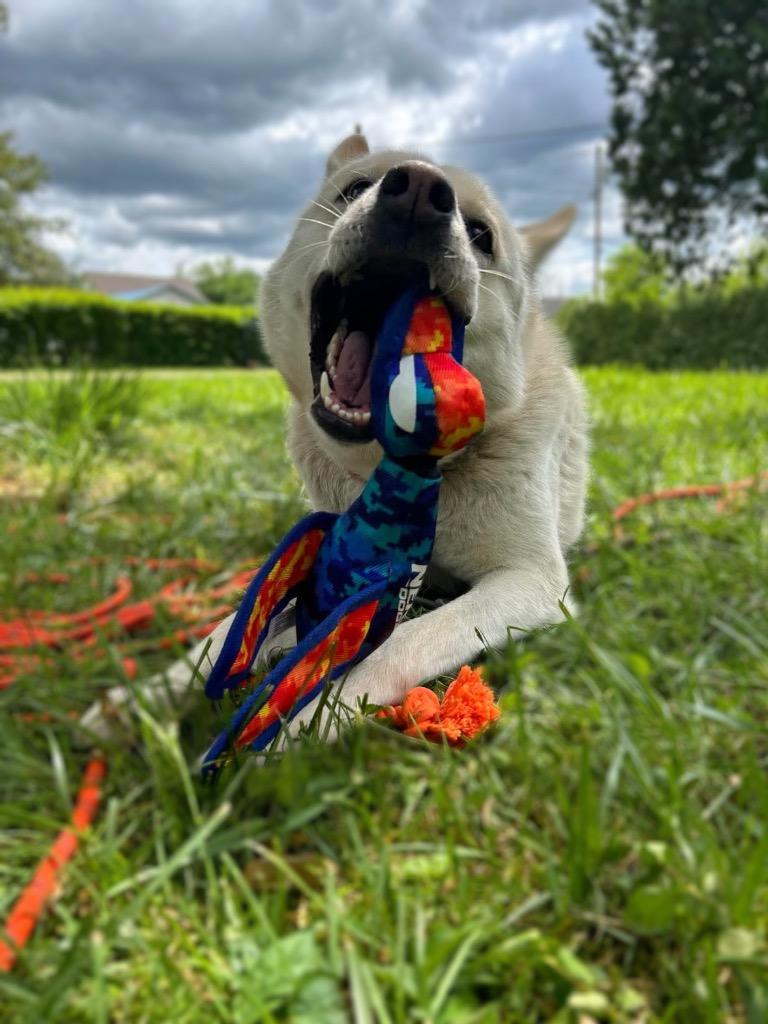 Enlarge Sunni, a Adoptable mixed breed in Parsons, WV image 2/2