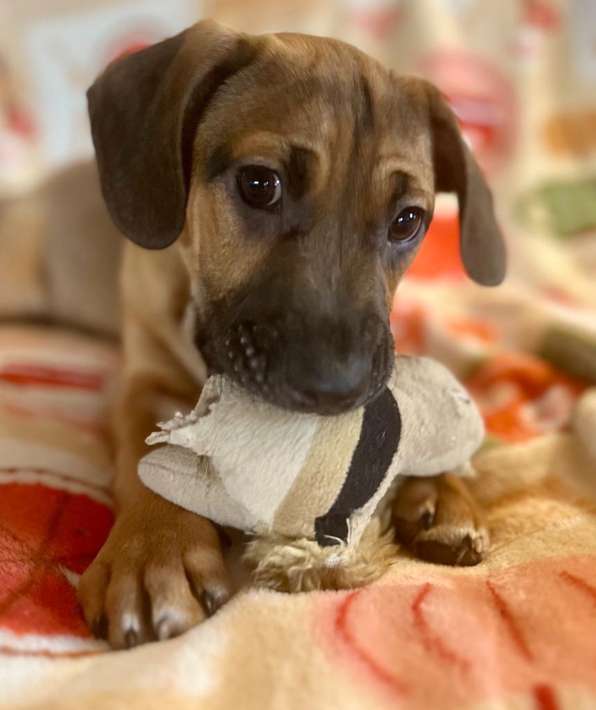 Enlarge Kyoto, a Adoptable mixed breed in Hudson, NY image 1/4