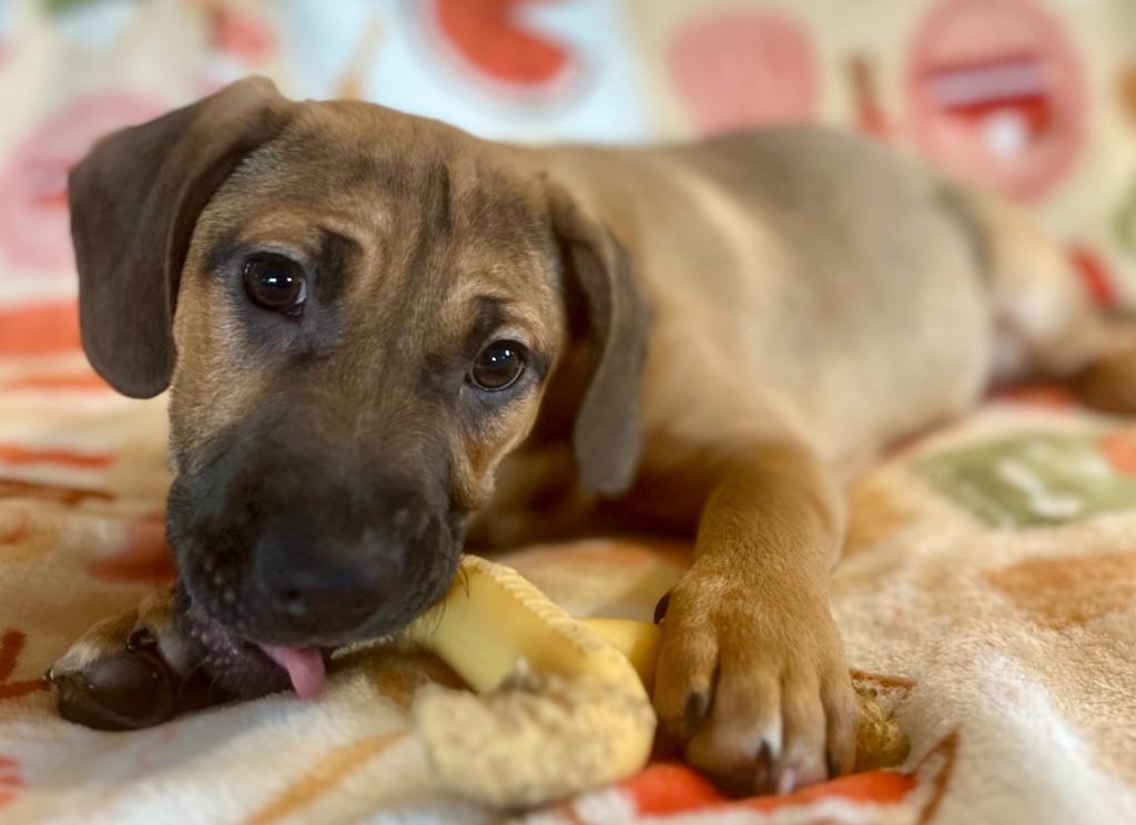 Enlarge Kyoto, a Adoptable mixed breed in Hudson, NY image 2/4