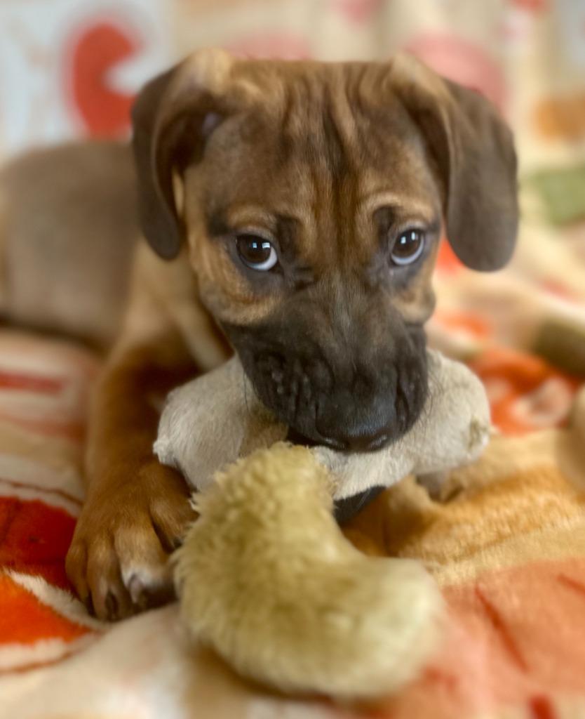 Enlarge Kyoto, a Adoptable mixed breed in Hudson, NY image 3/4